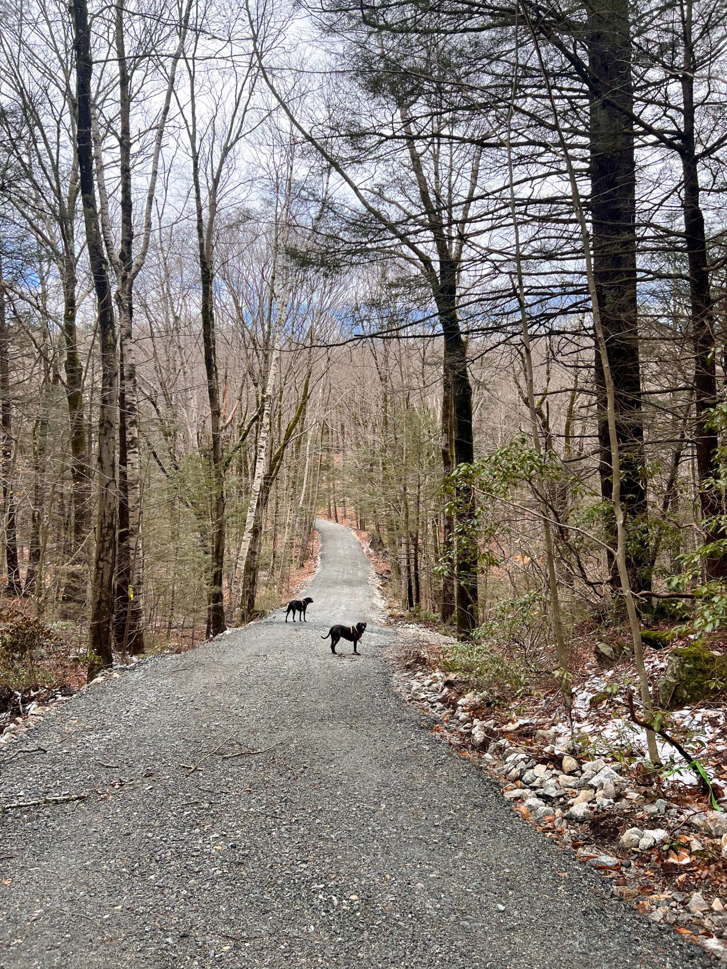 dog hiking in chester-blandford state forest