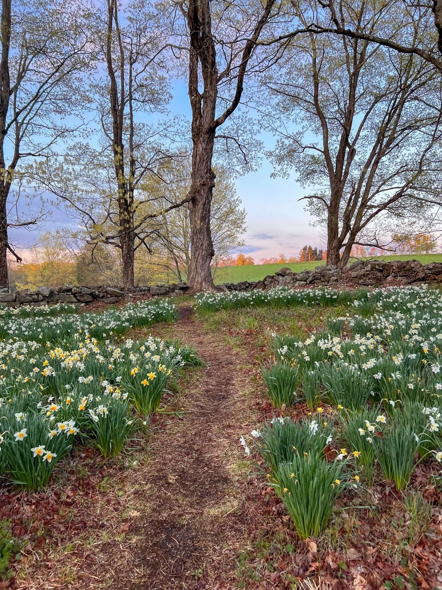 must see daffodil field in litchfield connecticut