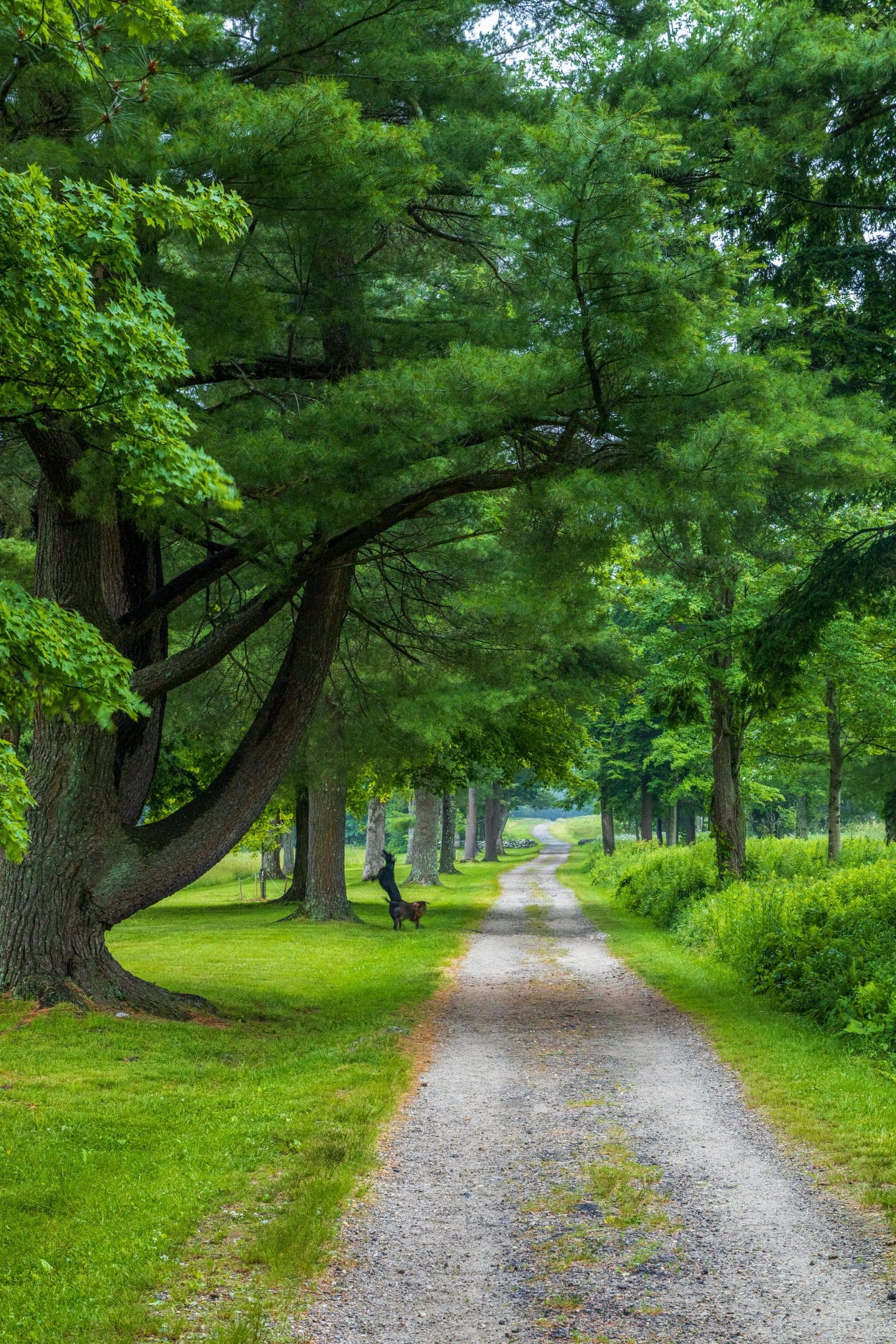 dogs in summer with green trees at beautiful topsmead state forest in connecticut