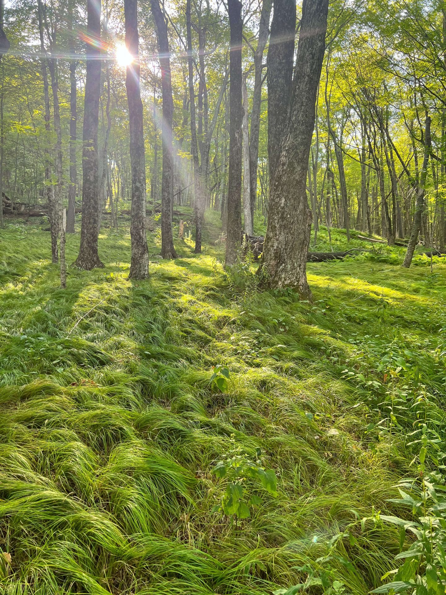 cathedral pines in connecticut