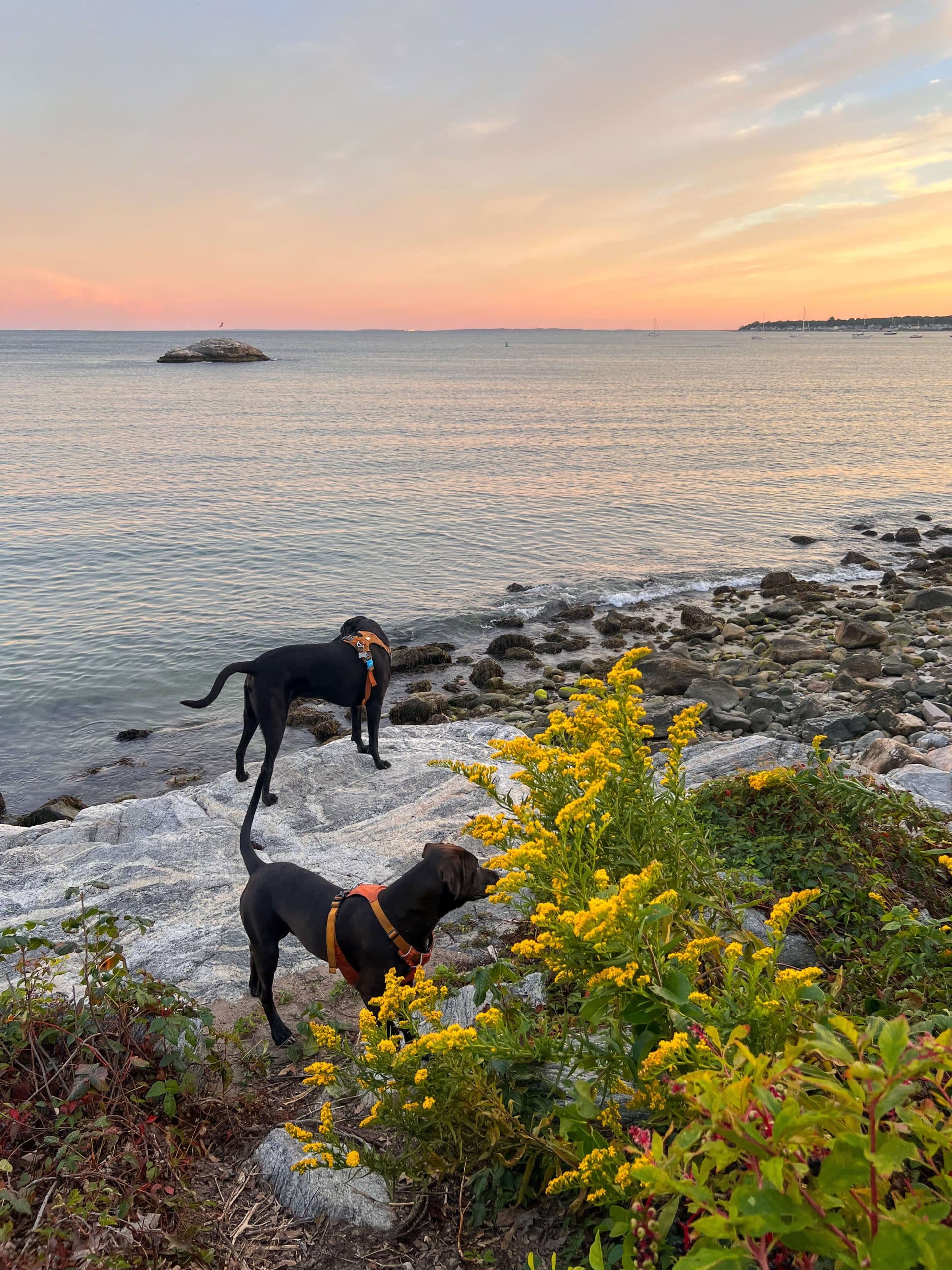 must visit beach in connecticut at sunset with two dogs