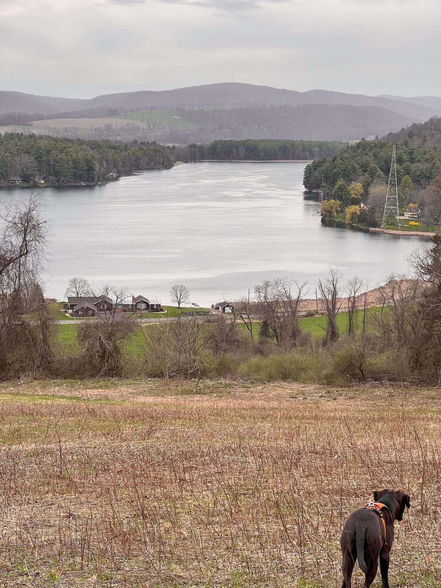 dog hiking at sharon land trust property in connecticut