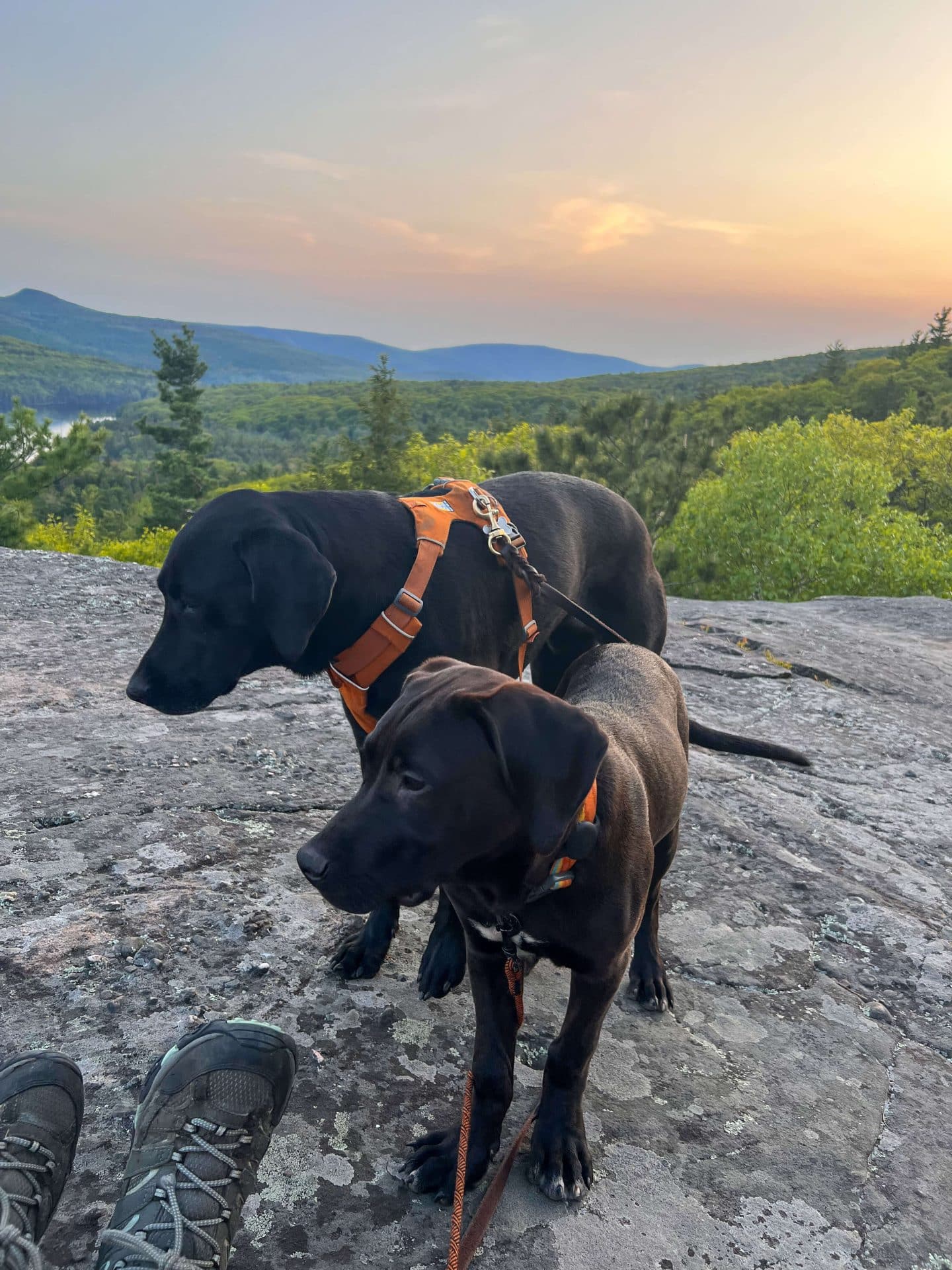 two dogs on sunset hike near tannersville new york