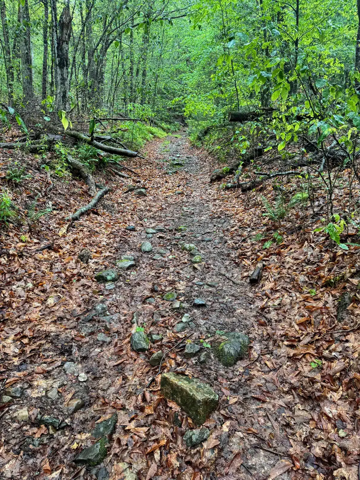 stone trail in the berkshires surrounded by green leaves.