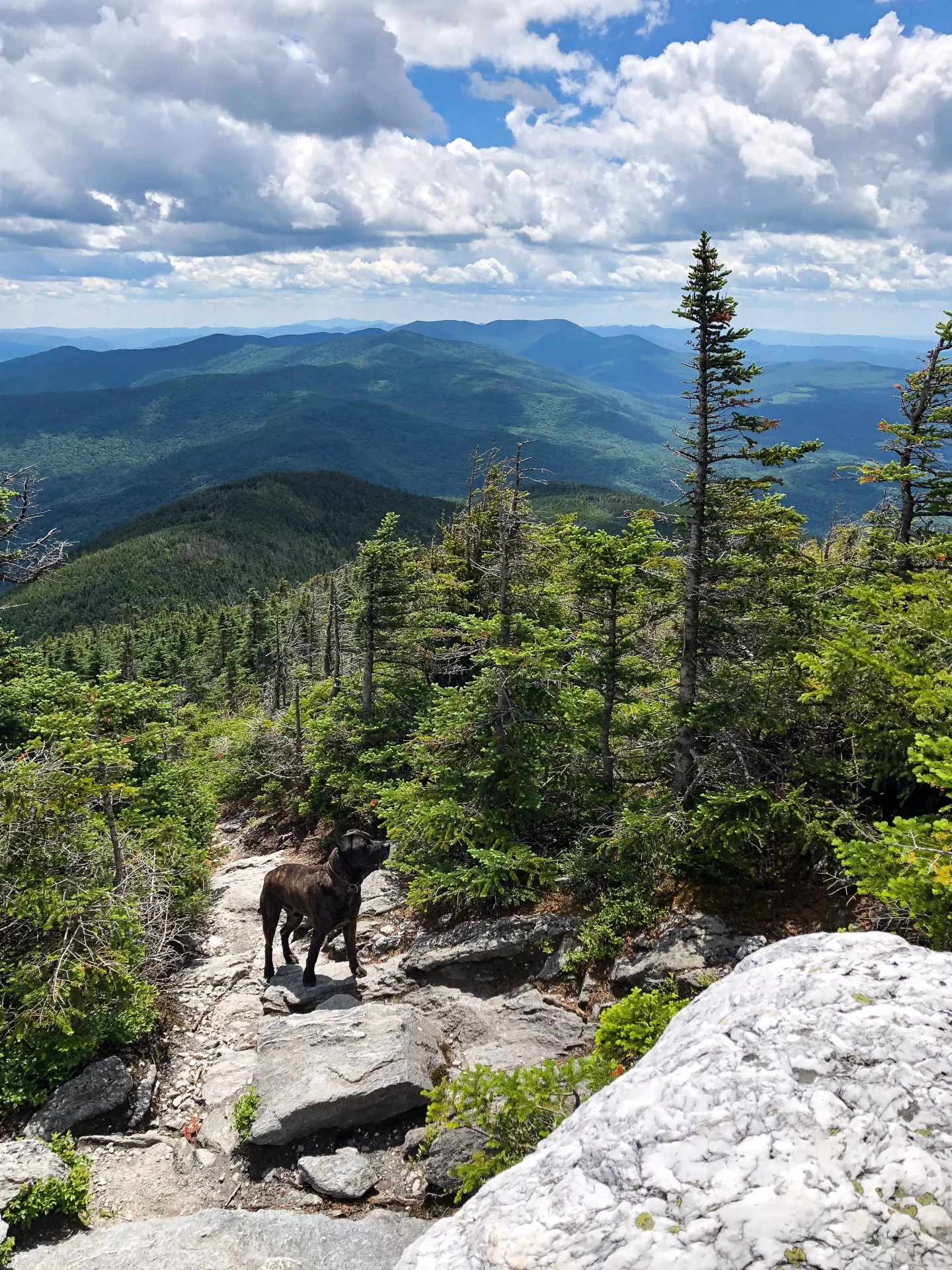 dog hiking up mount abraham in vermont with green mountains all around on a summer day