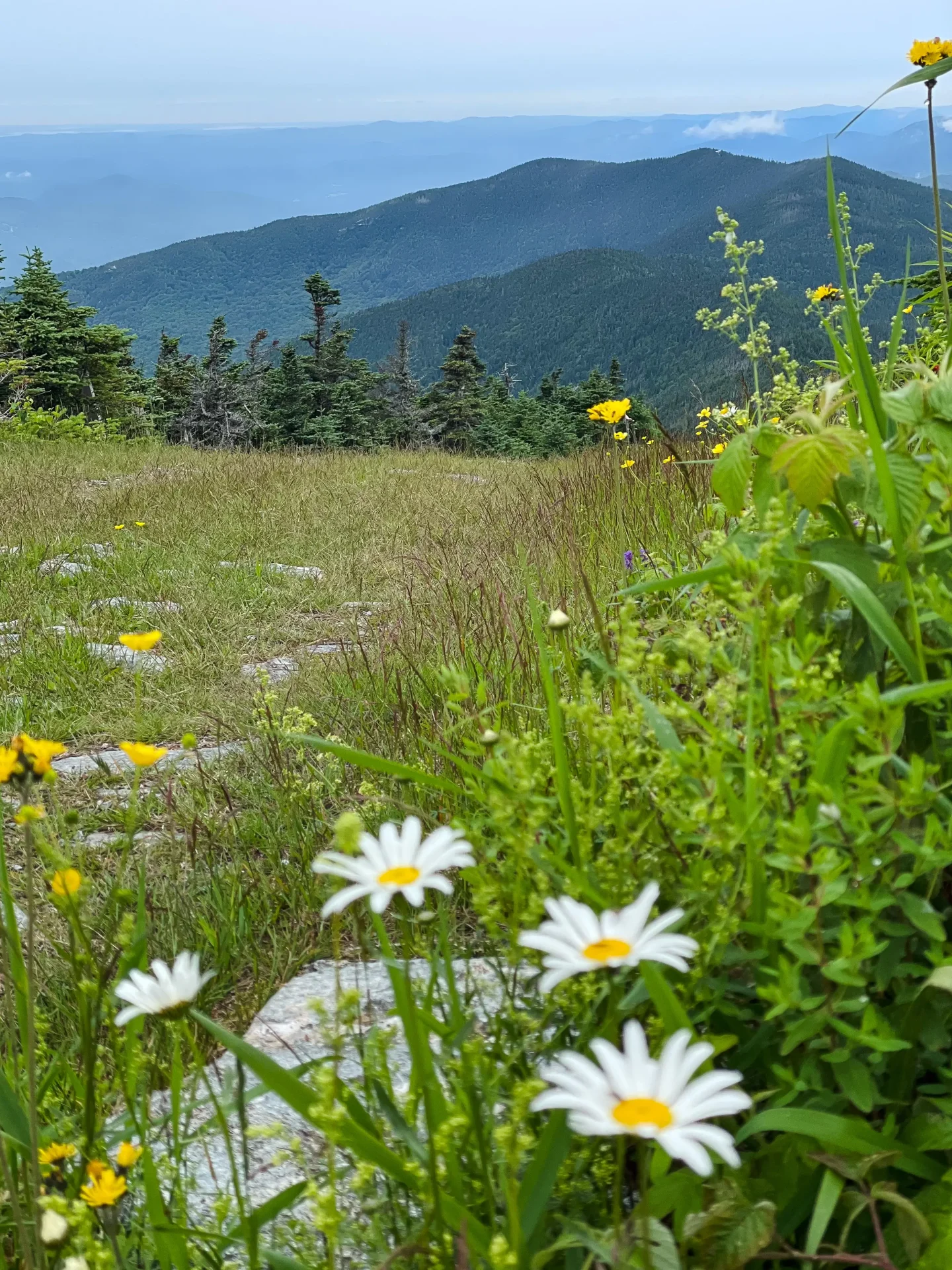 green summer views with wildflowers from mount ellen in vermont