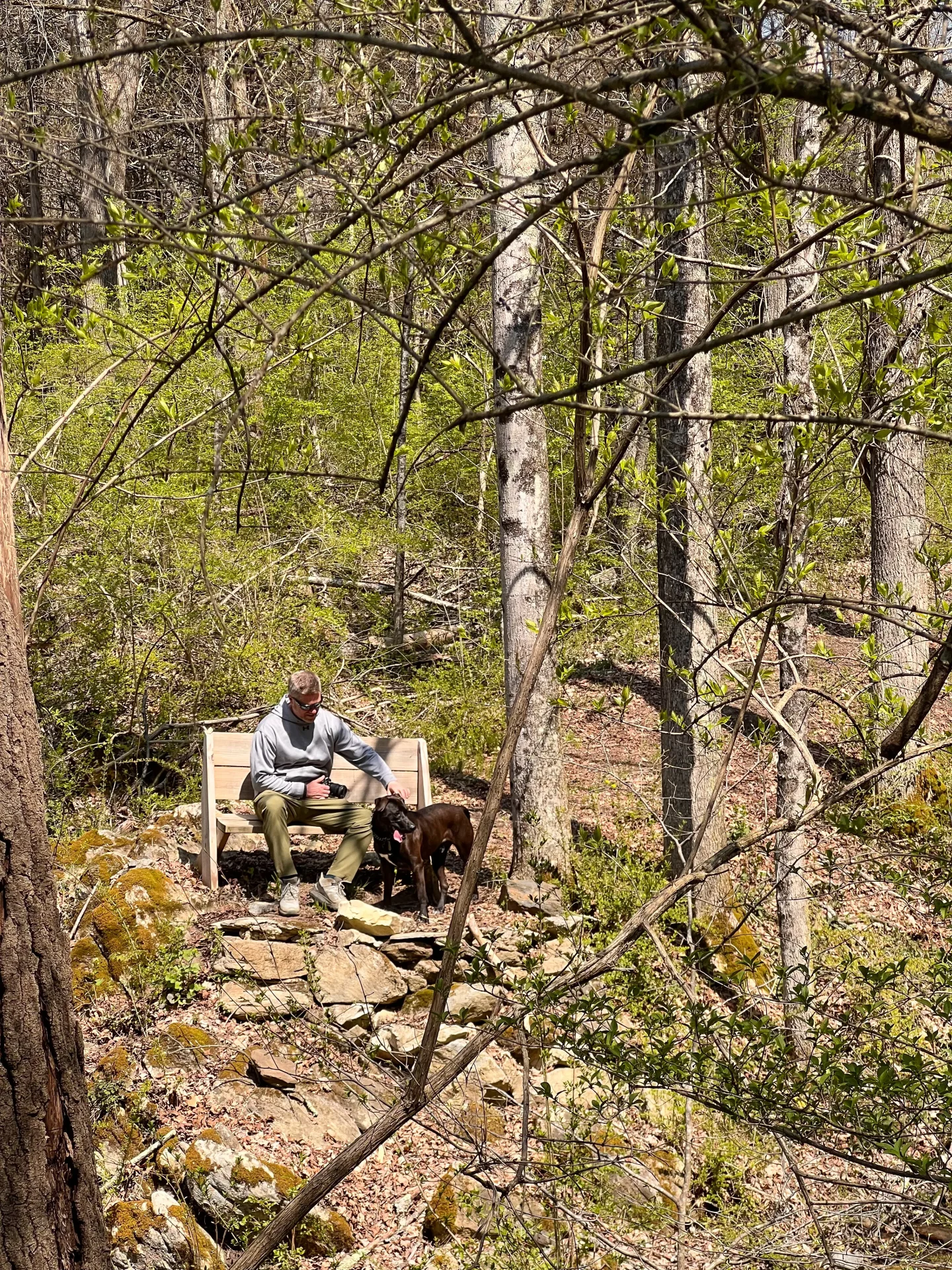 man hiking with dogs on a green spring day at benton hill preserve in sharon ct