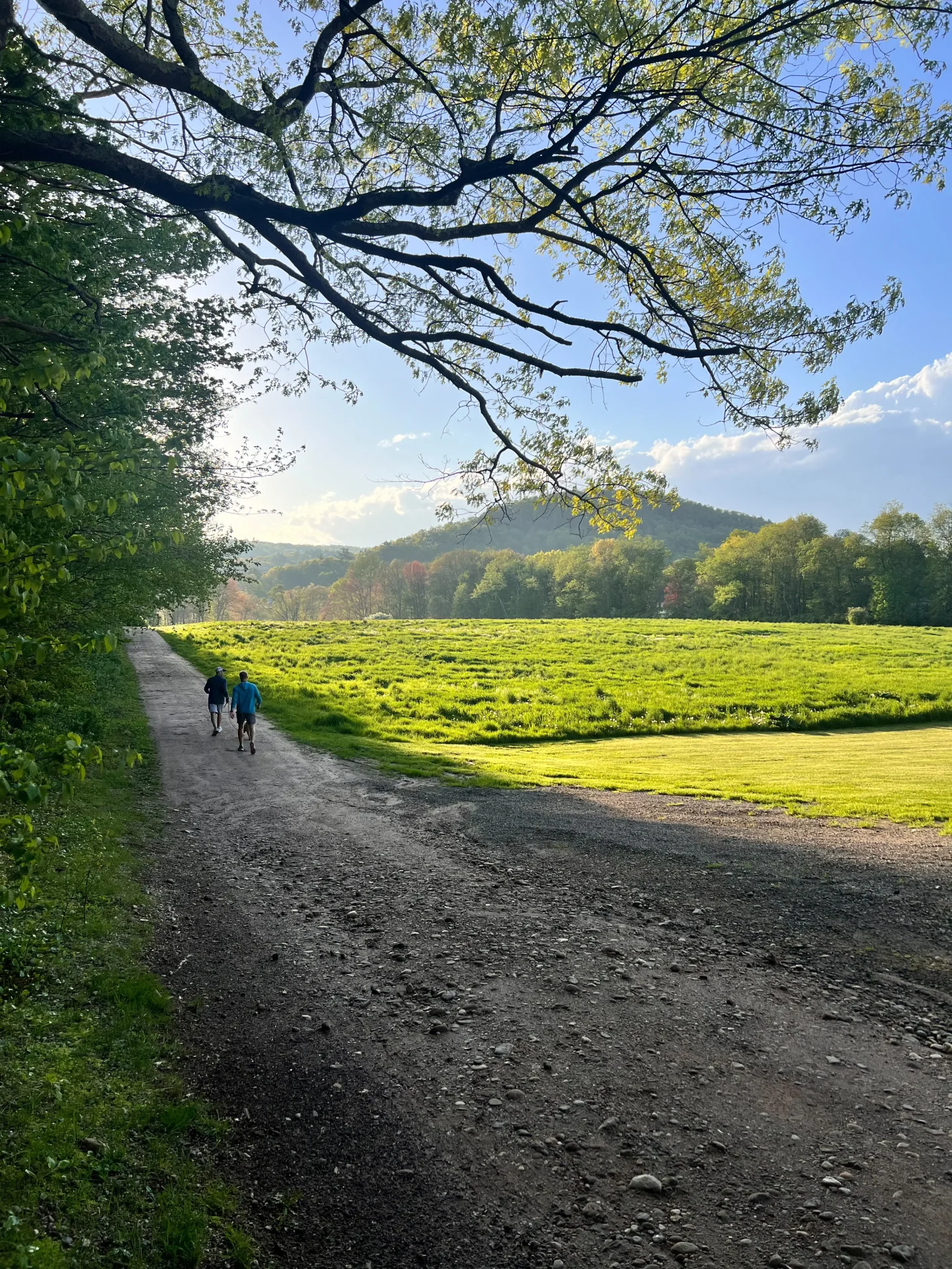 dog on hiking trails at golden hour at tulmeadow farm in simsbury connecticut