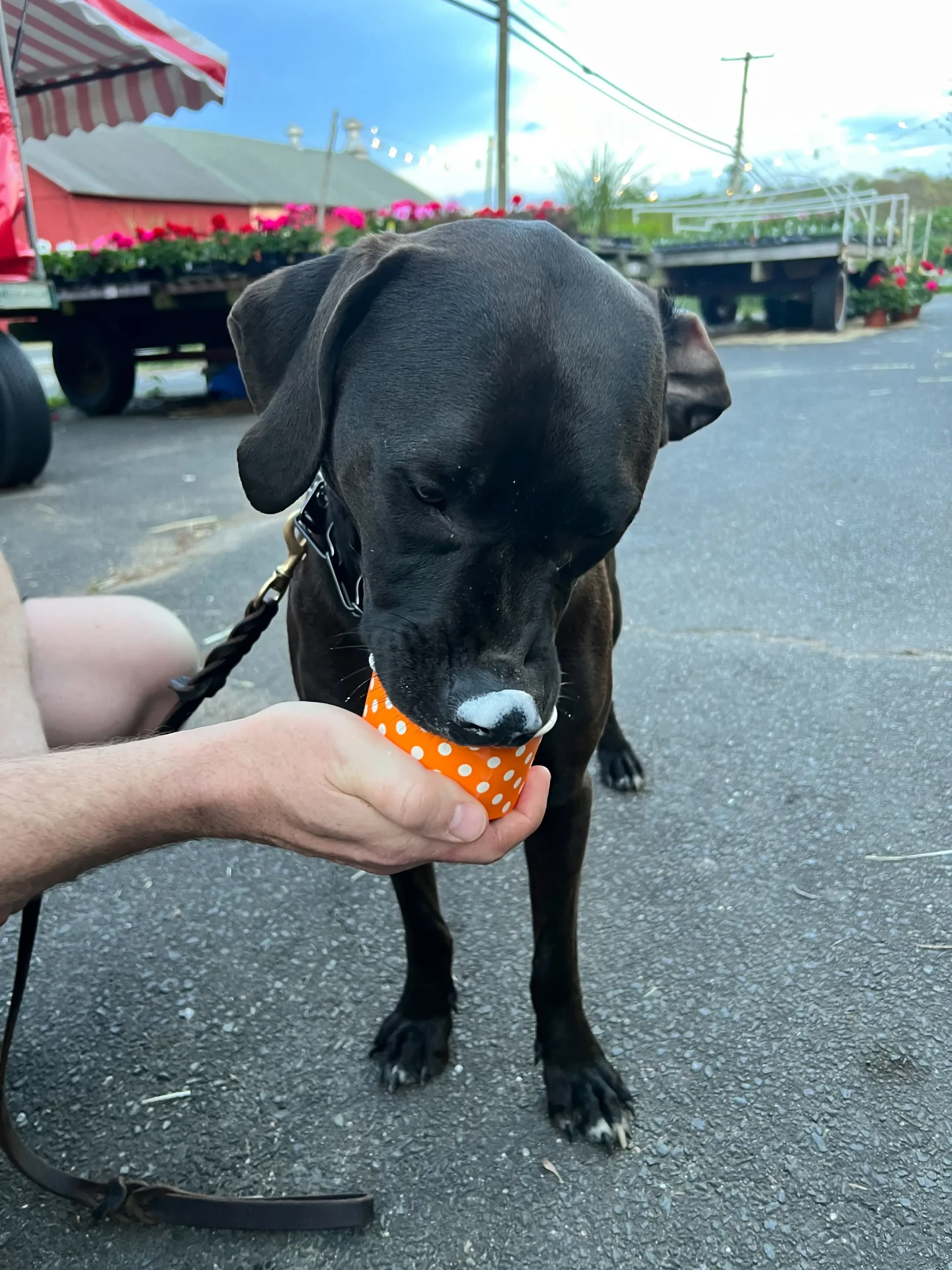 big brown dog eating vanilla ice cream out of cup at tulmeadow farm in simsbury ct