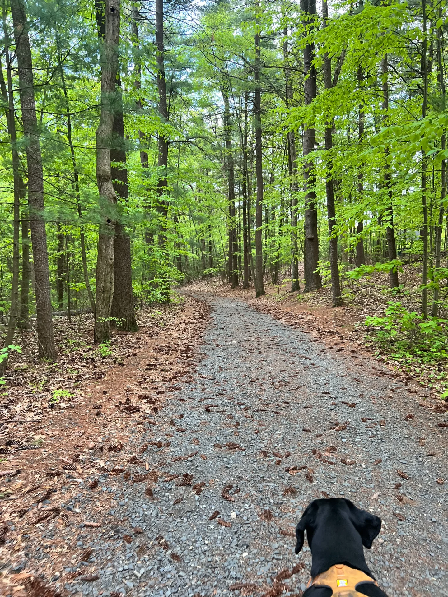 wide walking path at sessions woods in burlington ct