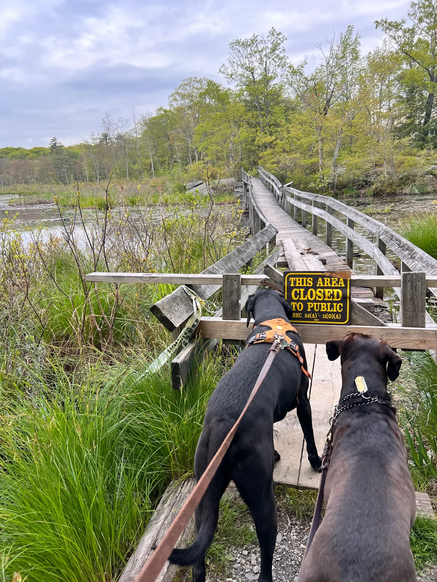 black dog and brown dog at boardwalk in sessions woods burlington ct