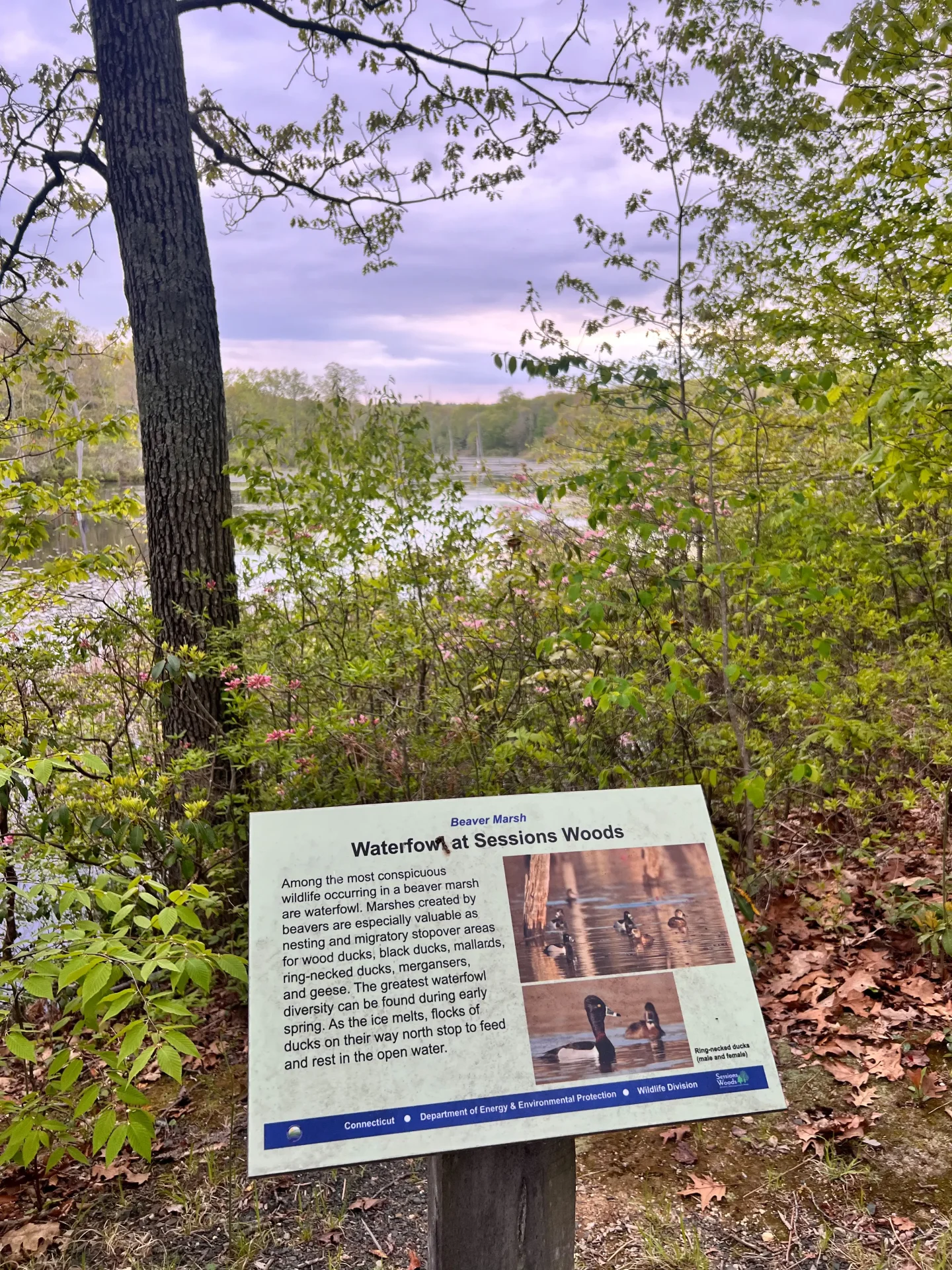 sessions woods trail sign