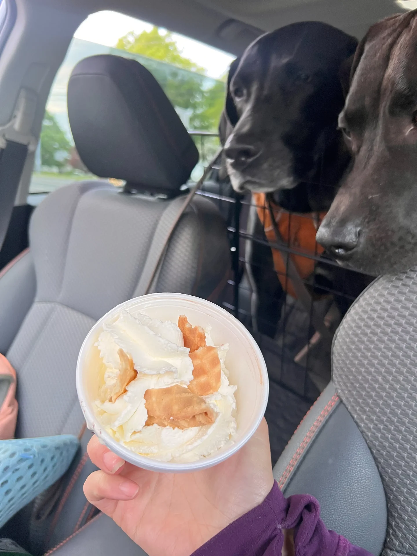 dogs eating ice cream in the car