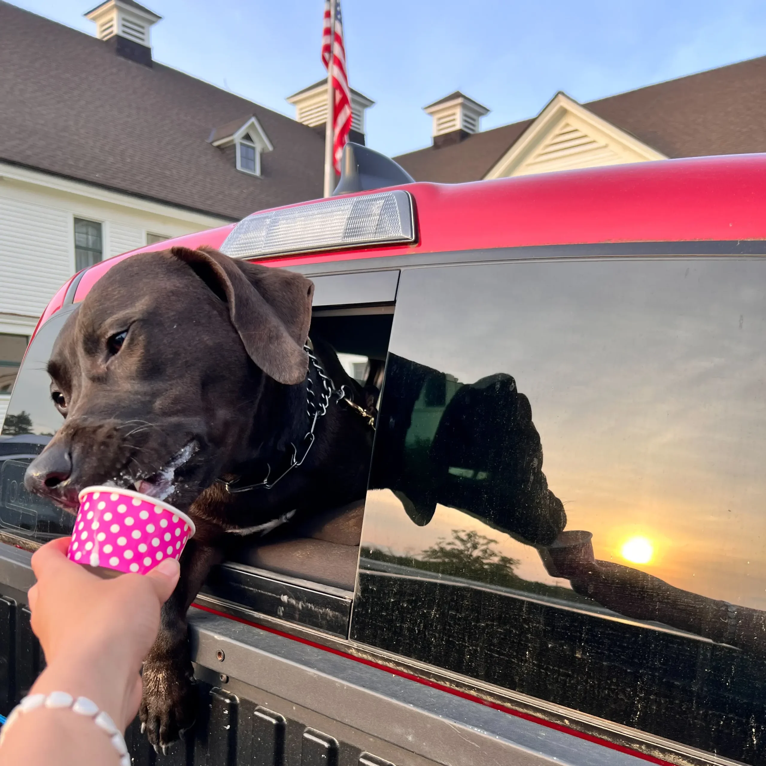 dog with head out window eating ice cream at hilltop creamery suffield ct