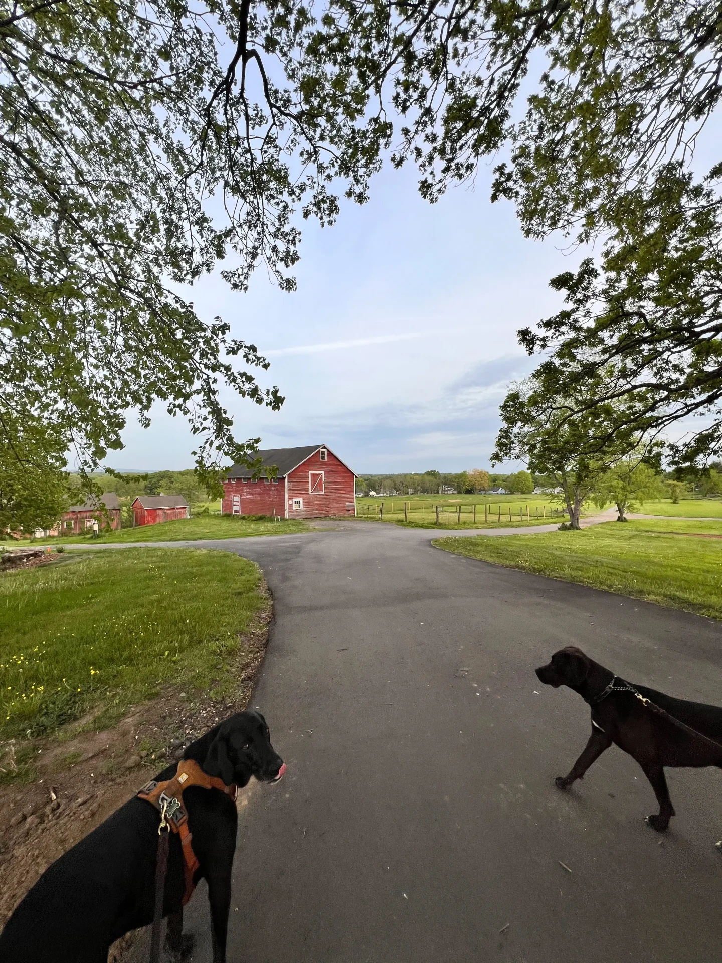 two dogs walking at trails at hilltop creamery suffield connecticut