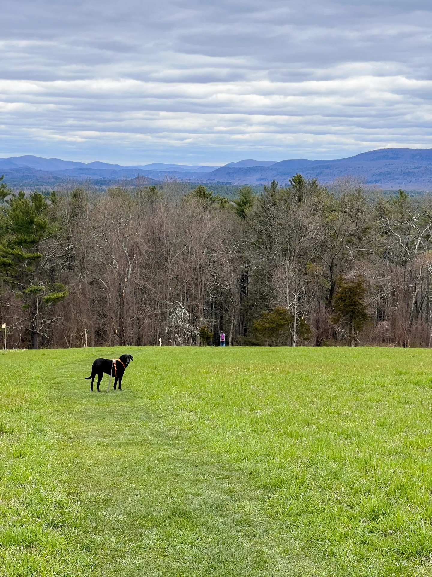 black dog on green hulburts hill view at bartholomews cobble in the berkshires