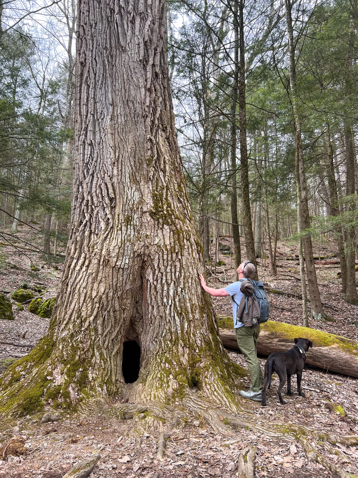 cottonwood tree at bartholomews cobble in the berkshires