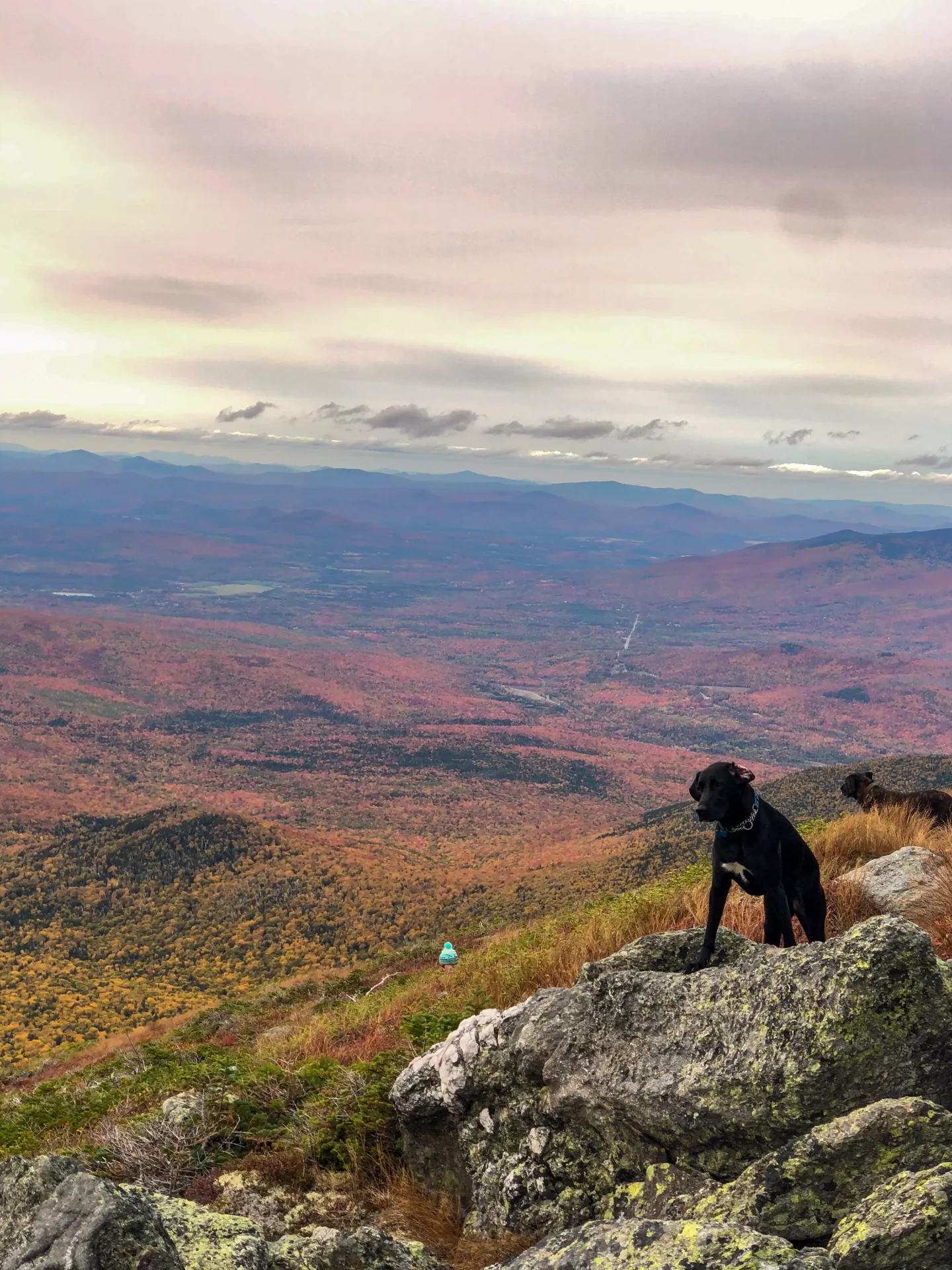 dog on top of Mount Jefferson in new hampshire