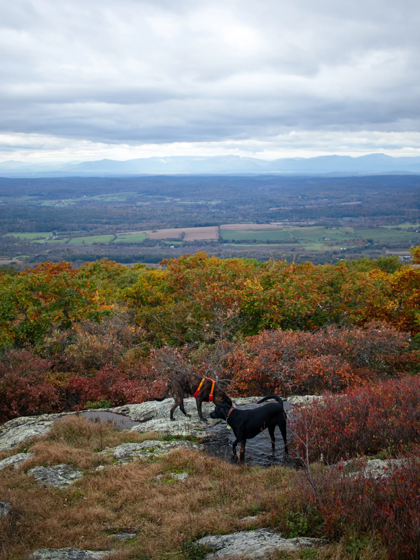 two dogs on top of alander mountain in massachusetts in late fall with red, orange, and yellow colors leaves in background