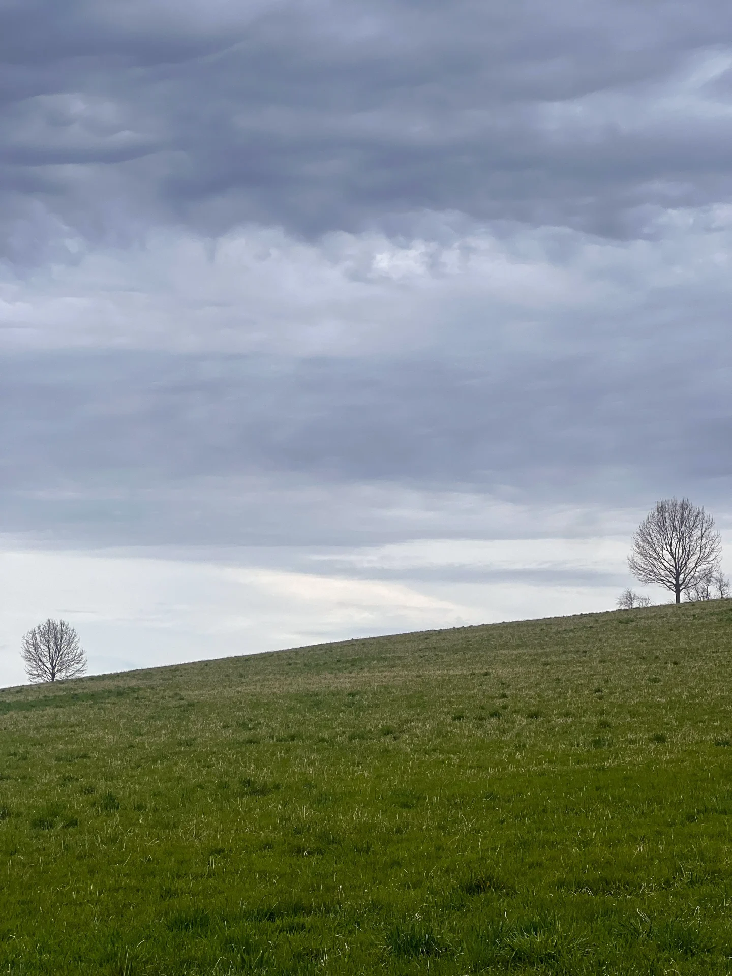 two bare oak trees on green lawn in sharon connecticut