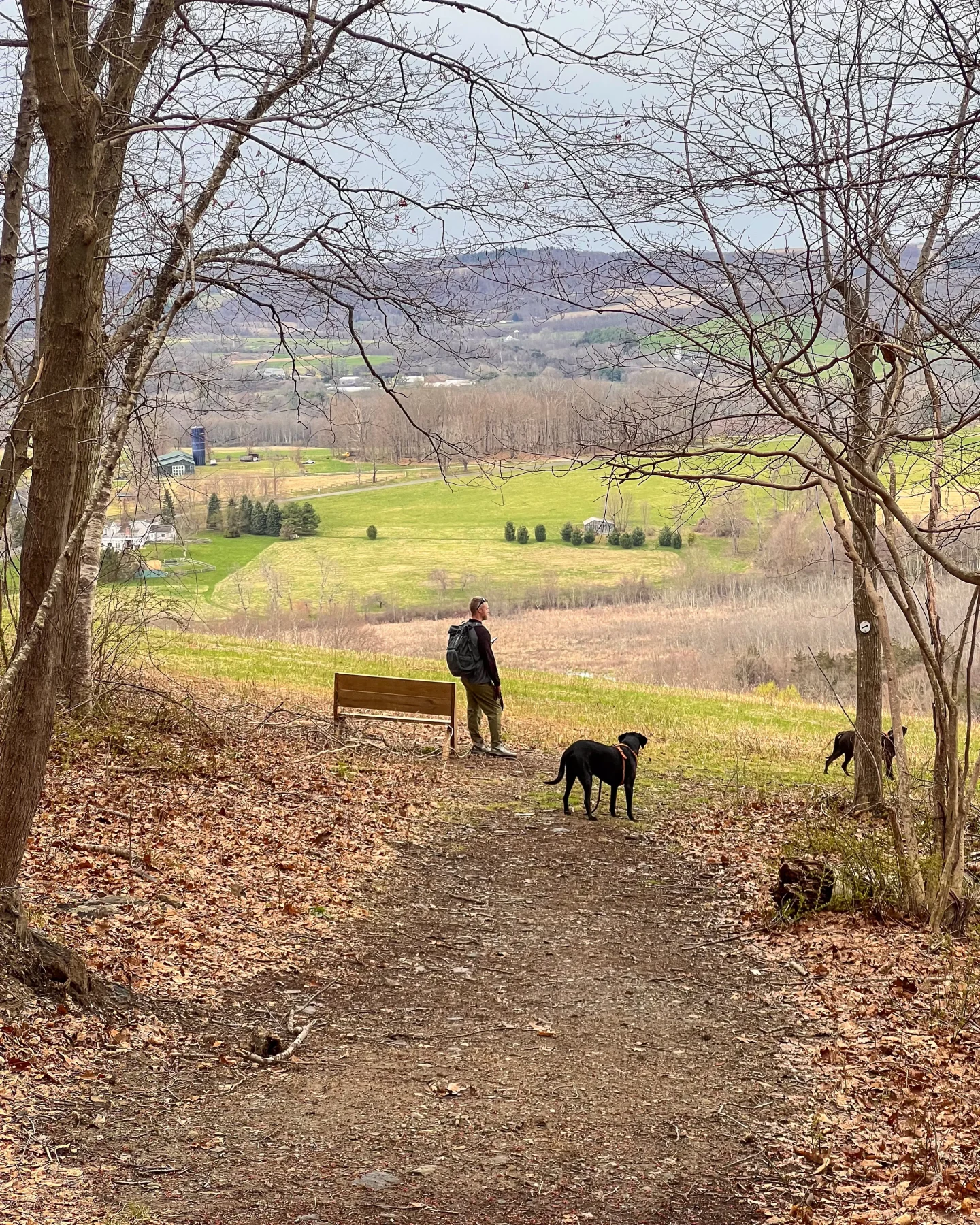 man and dogs standing in grand field at von ahn land trust in sharon connecticut