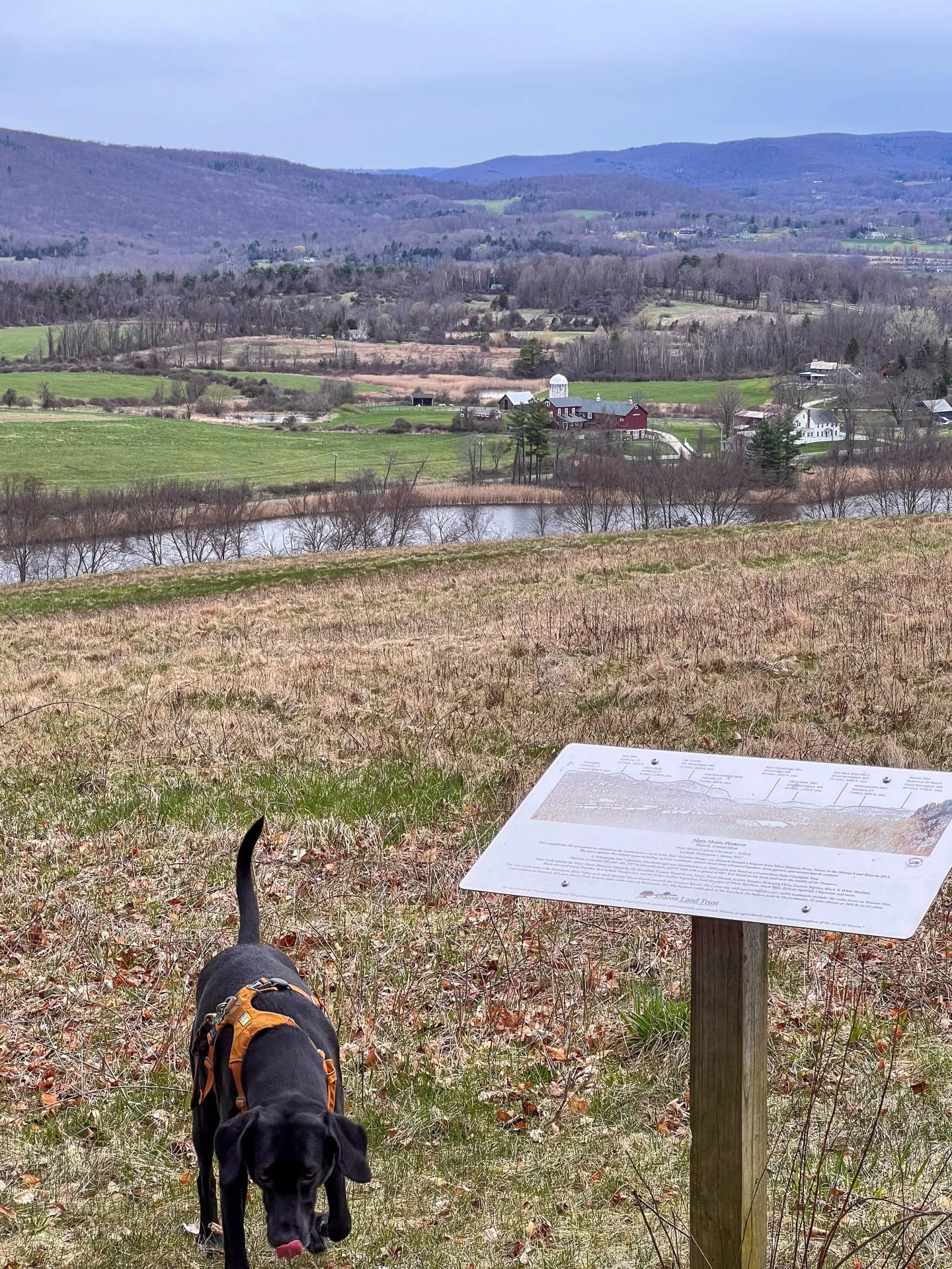 black dog at view at mary moore preserve in spring in sharon connecticut