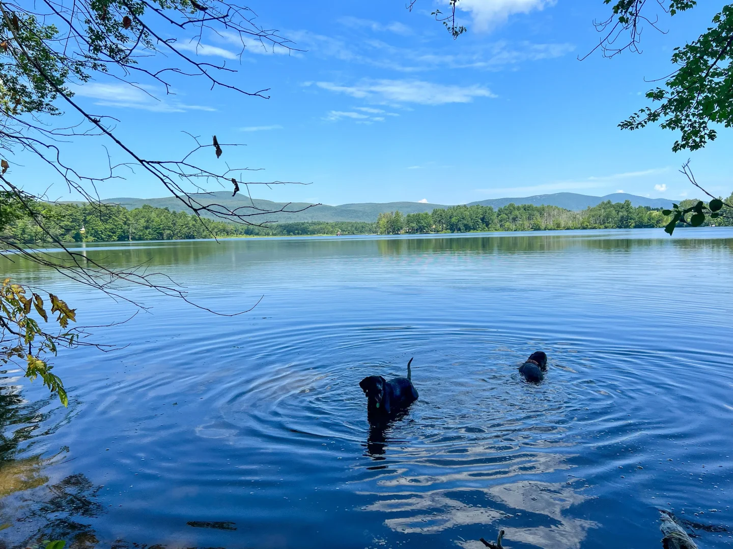 black dog in blue lake on a summer day in salisbury ct