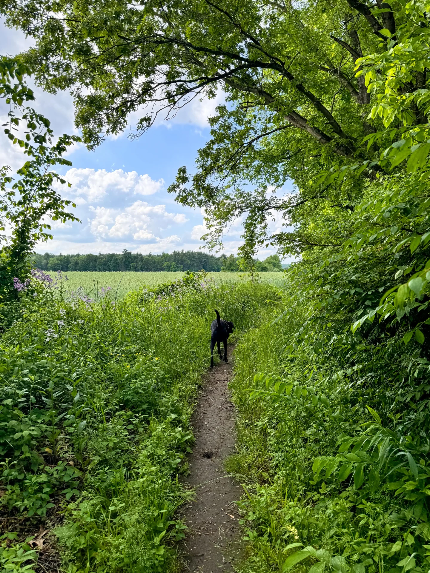 skinny dirt path with black dog walking up ahead in a green tunnel of trees in connecticut with blue skies