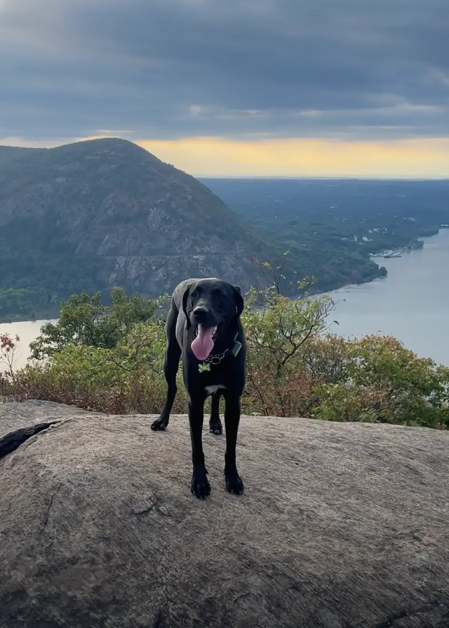 view from top of bull mountain in cold spring new york with black dog smiling on rock and hudson river in background