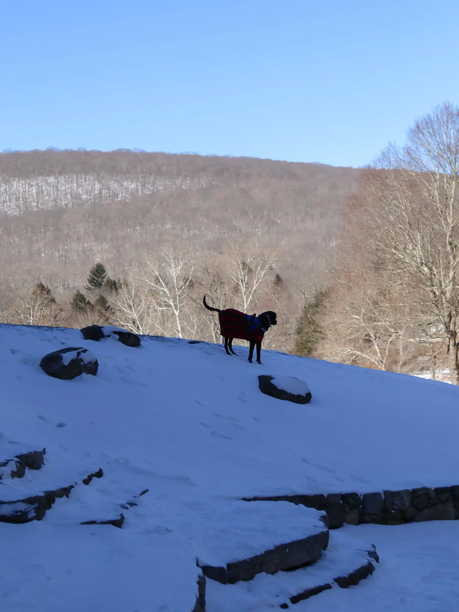 long black dog on snow covered trail at kent falls in winter 