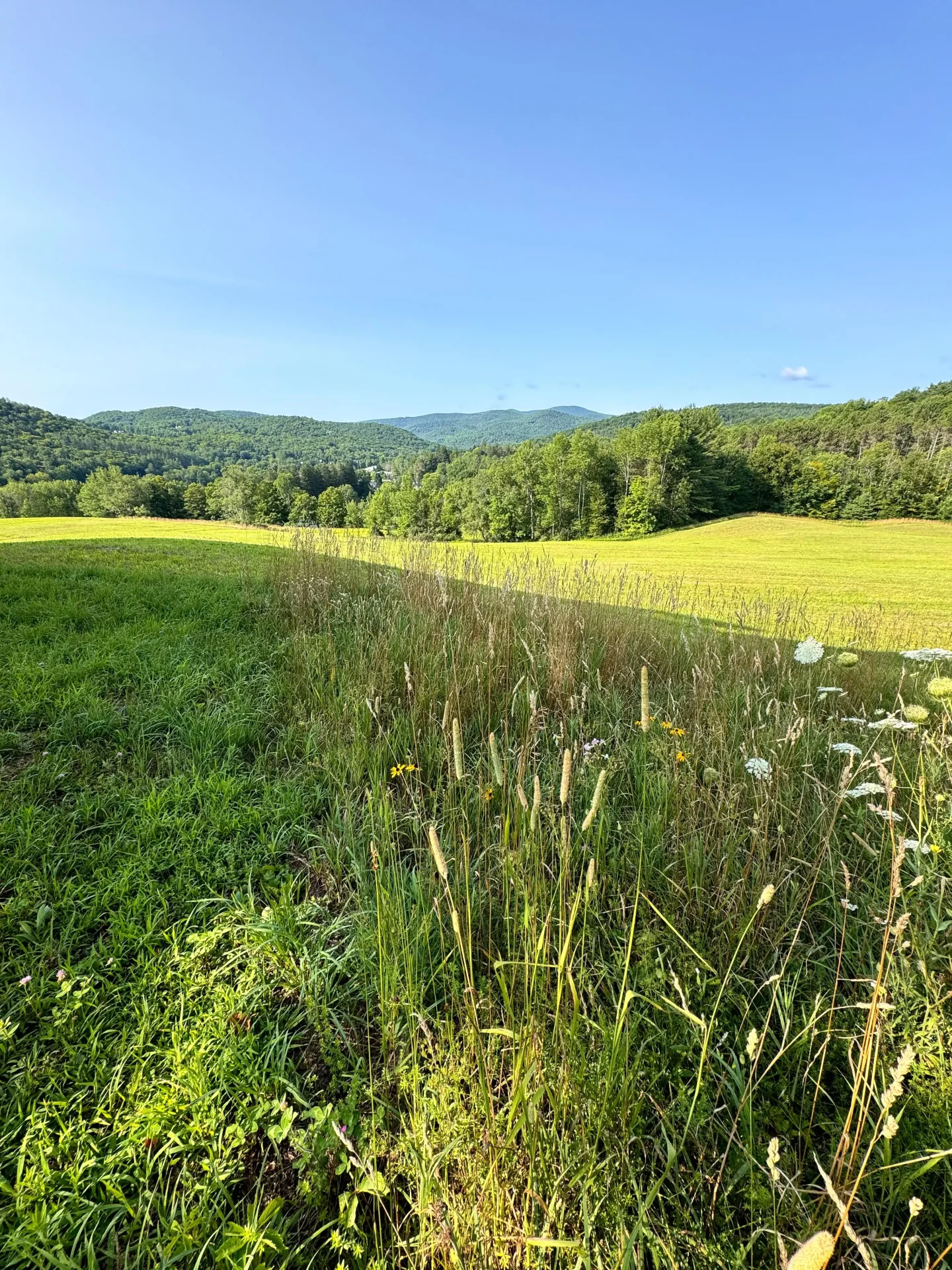 green meadow path at king farm in vermont with green trees