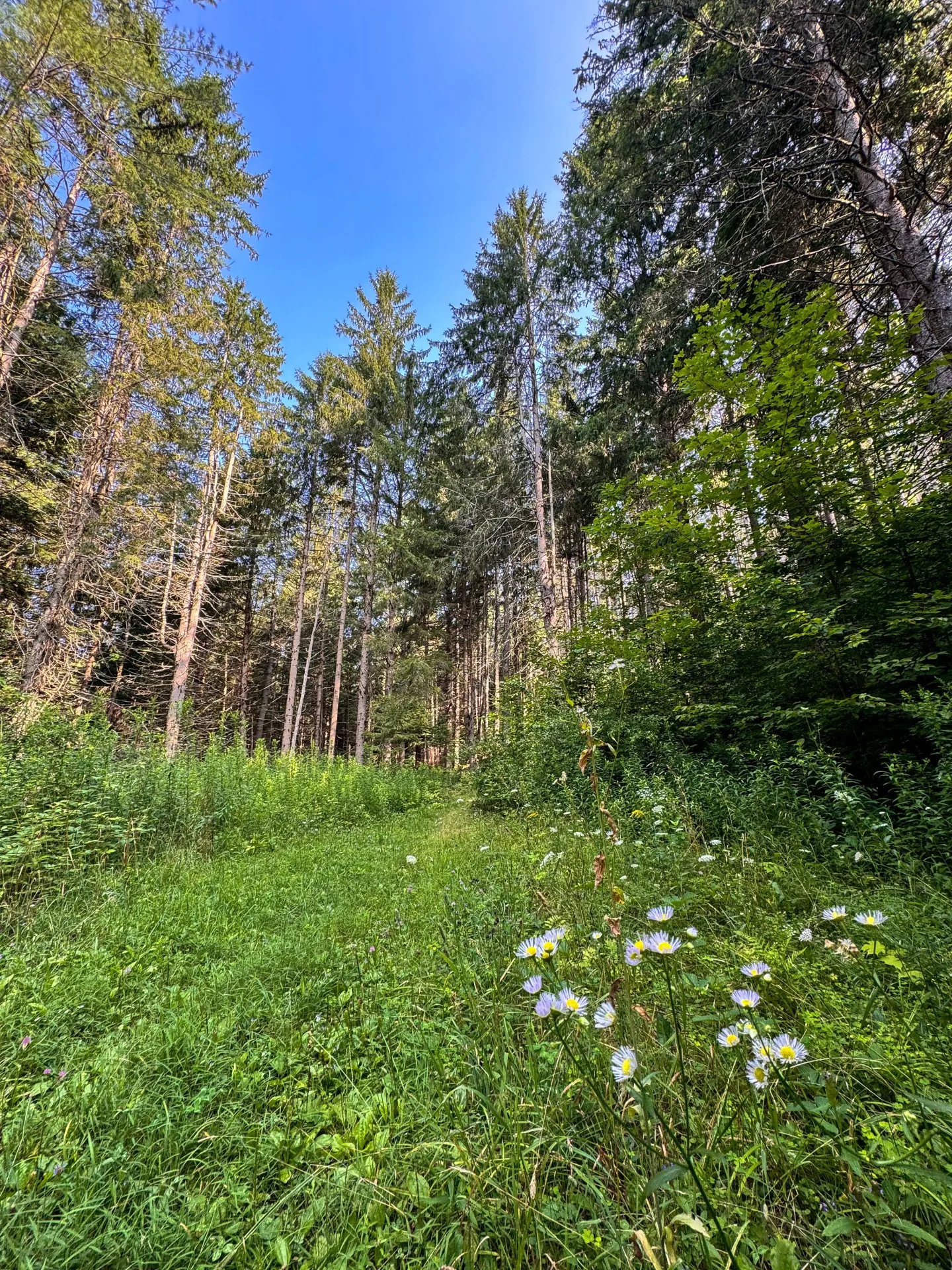 hiking trail going up green grass and tall pine trees and blue sky