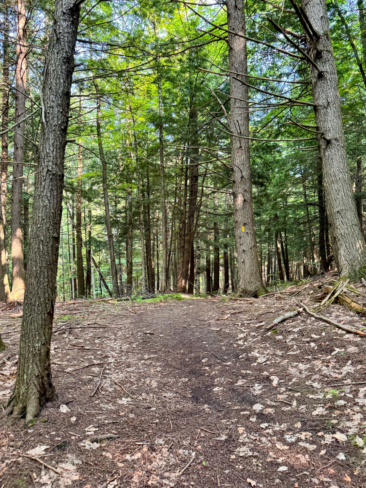 dirt path in woods in vermont