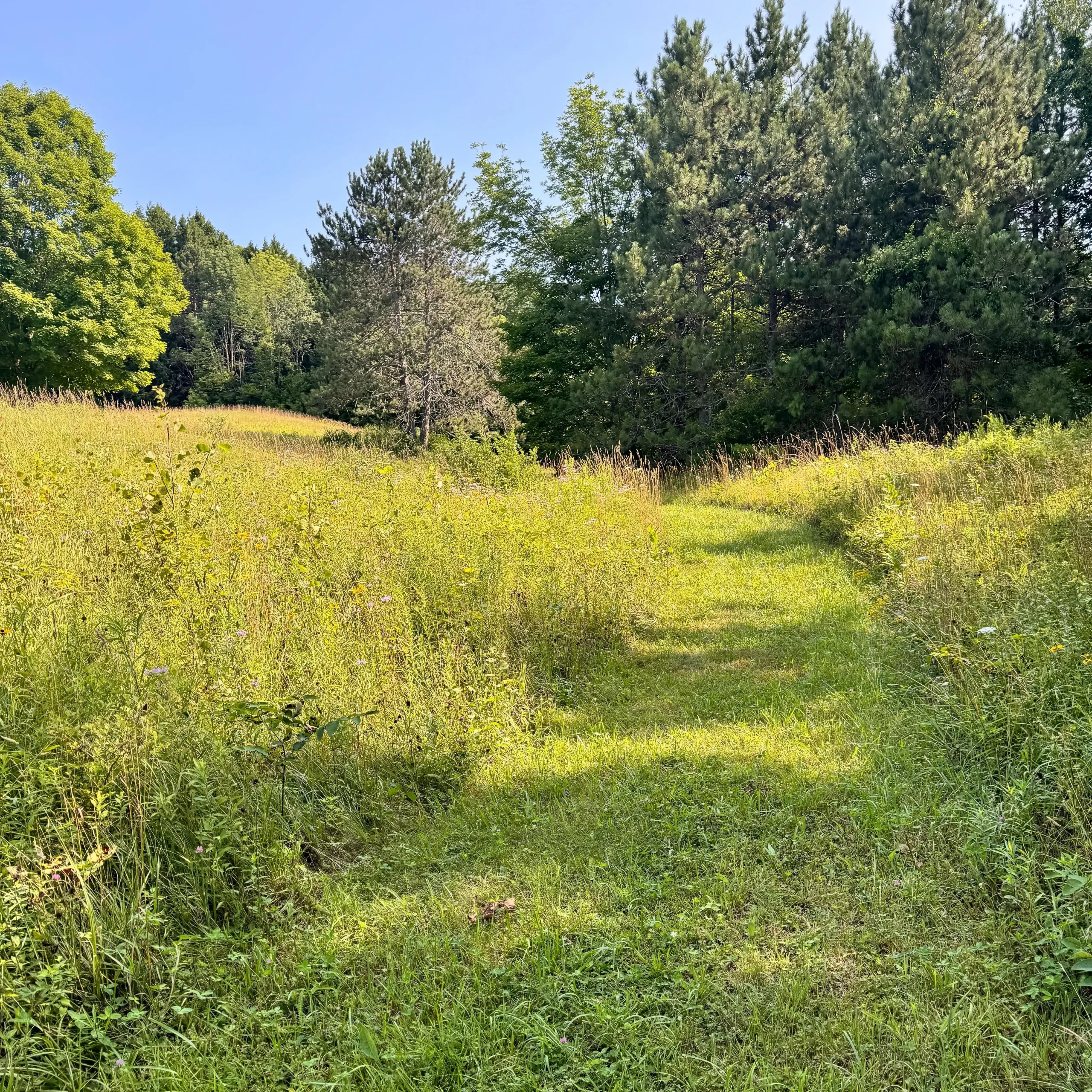 green meadow path at king farm in vermont with green trees