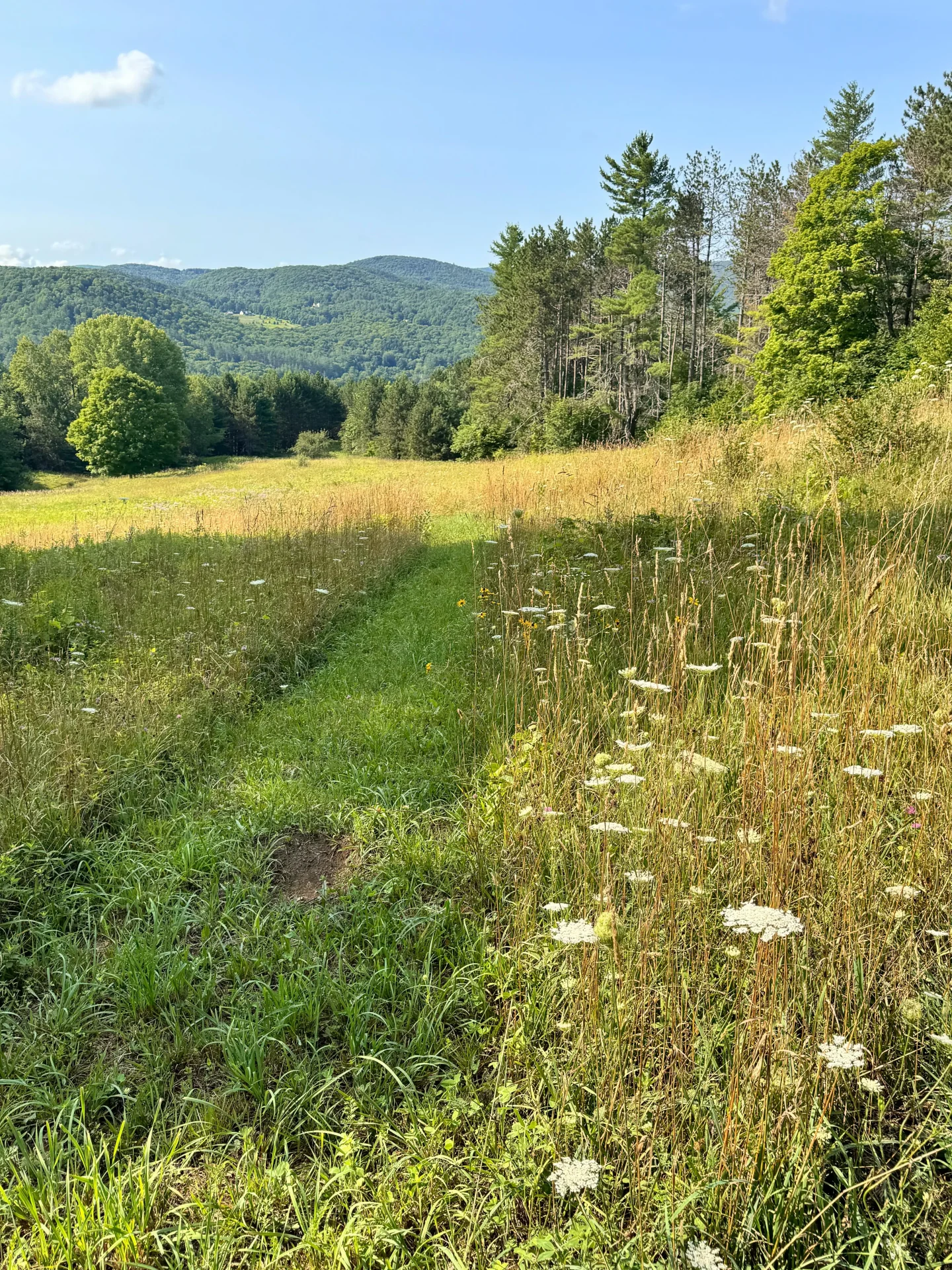 green meadow path at king farm in vermont with green trees