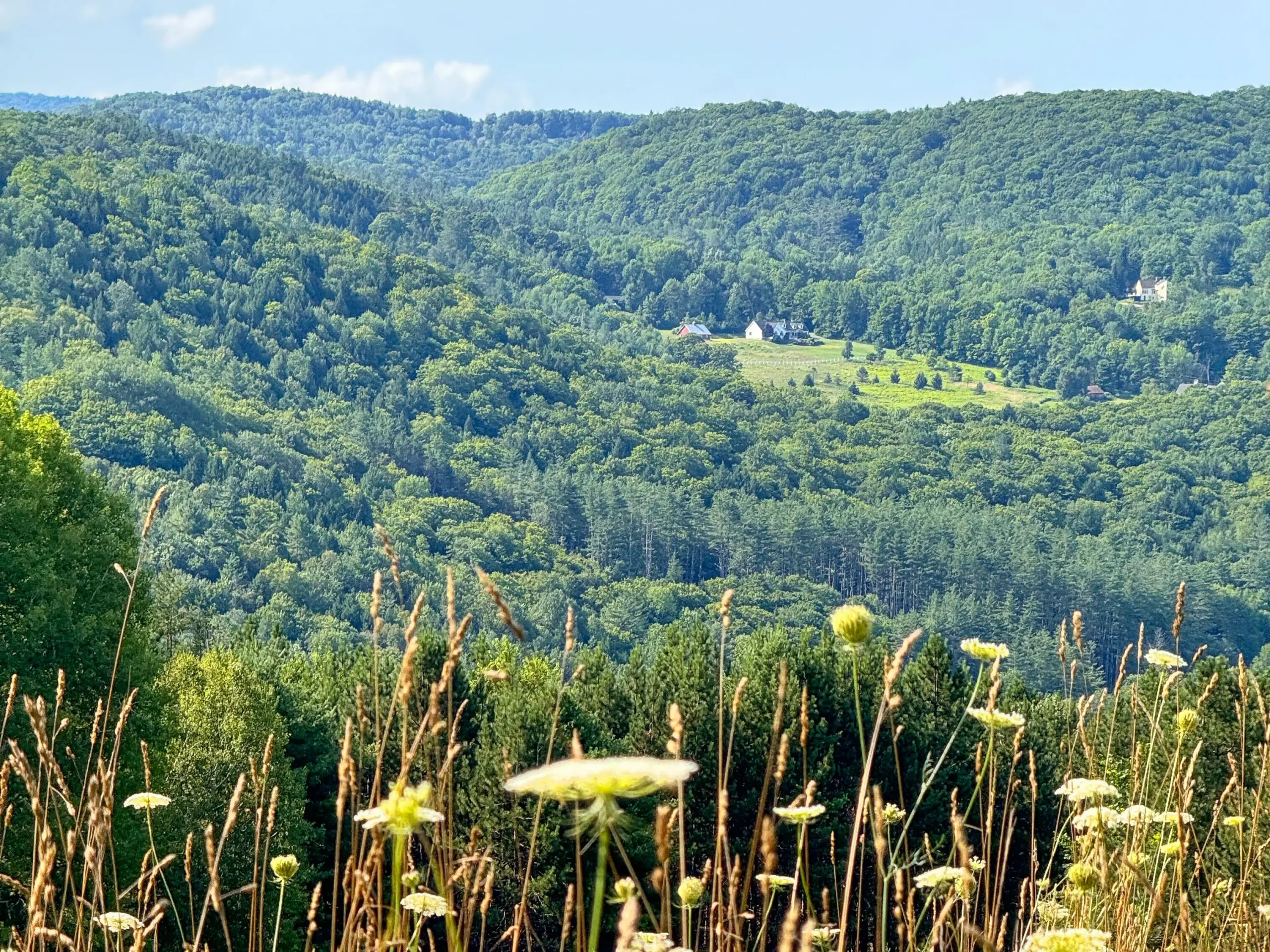 green mountains in distance with fields and white lace flowers in the front with a blue sky at King Farm in woodstock vermont