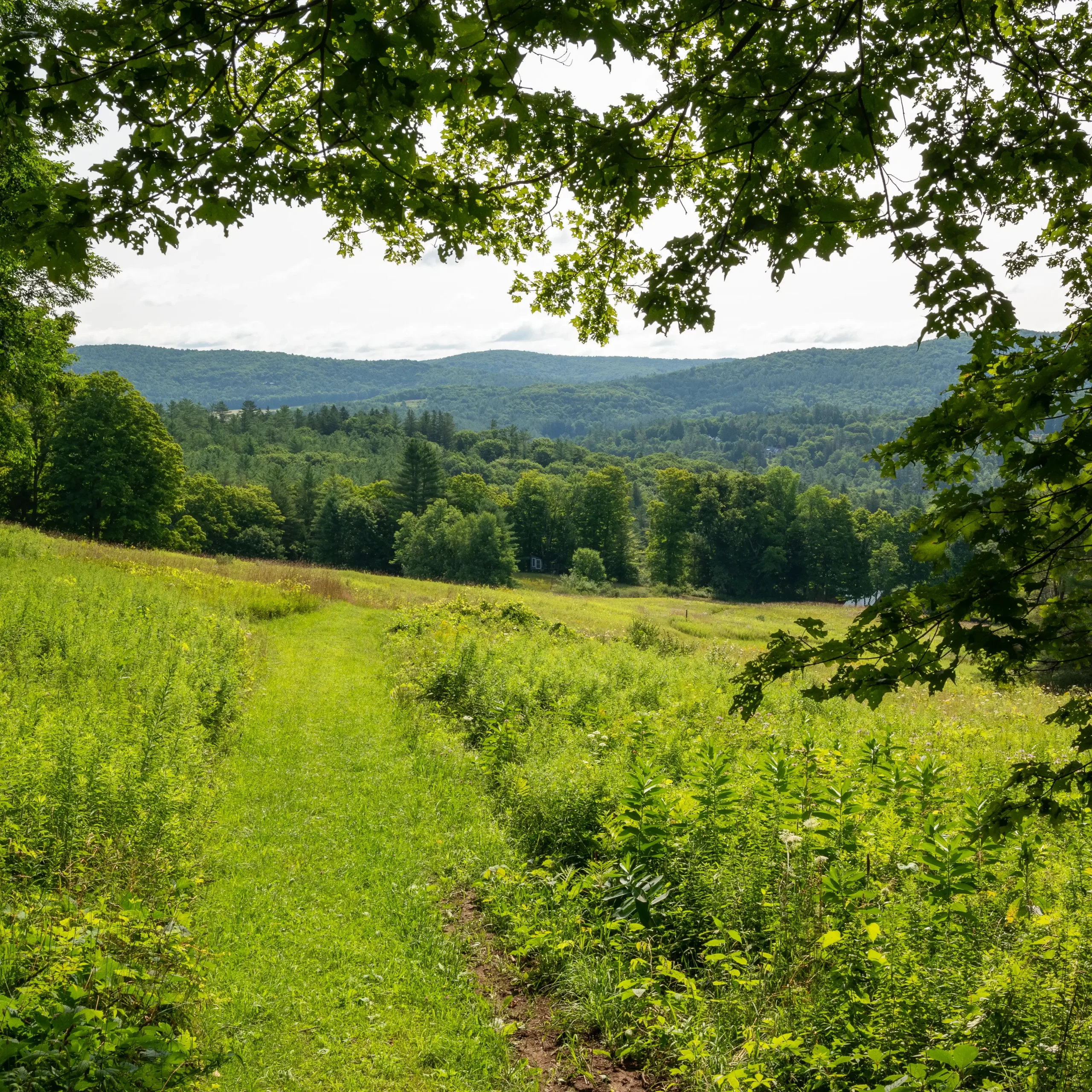 summer trail at king farm in vermont with green trees