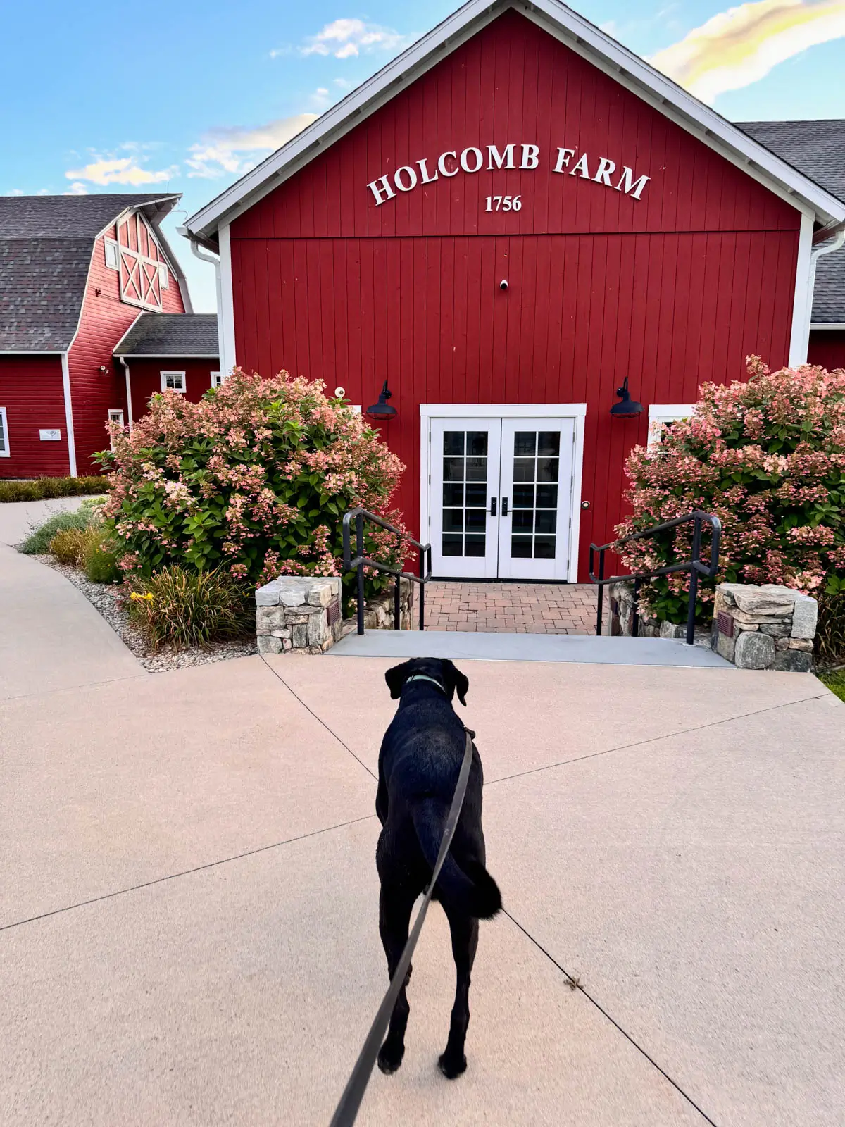 black dog in front of big red barn with 'Holcomb Farm' writing on it in white letters.