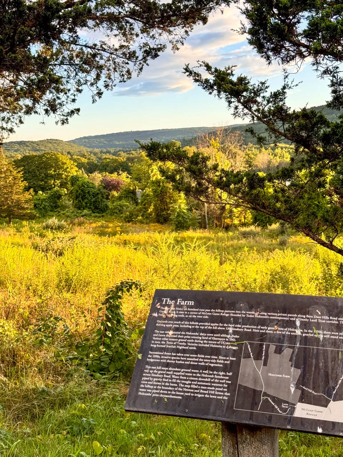 view of sign about a type of tree on a trail in Connectcut in late summer with golden light on the grass.