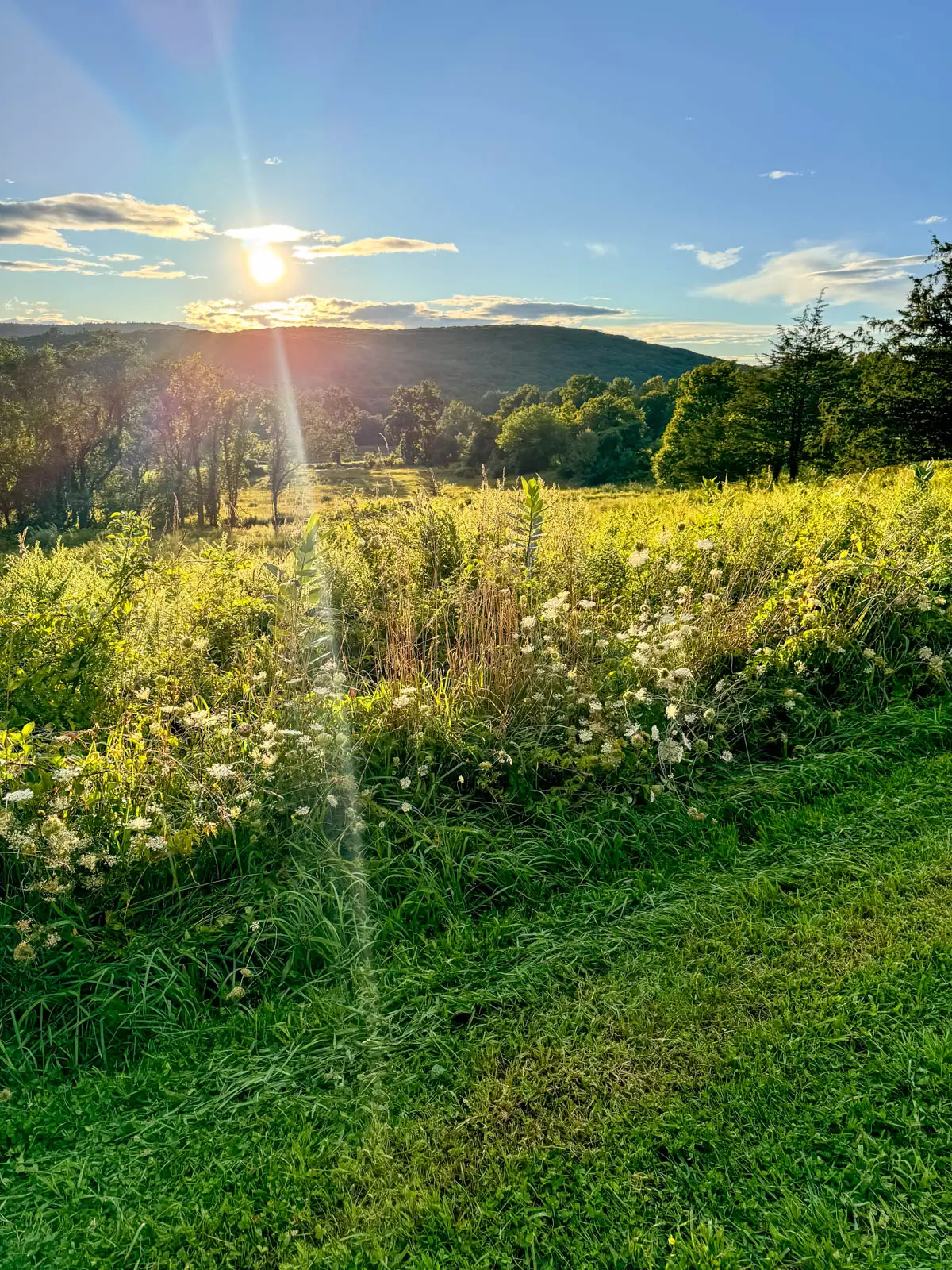 view from green grass trail in connecticut of meadow with hill in distance and bright sun setting above the hill.