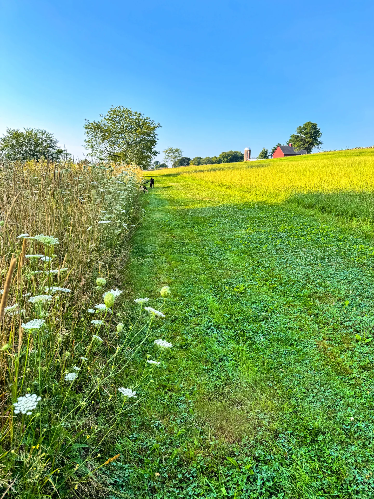 farm trail with red barn in bolton connecticut with green meadows and grass in summer with blue sky