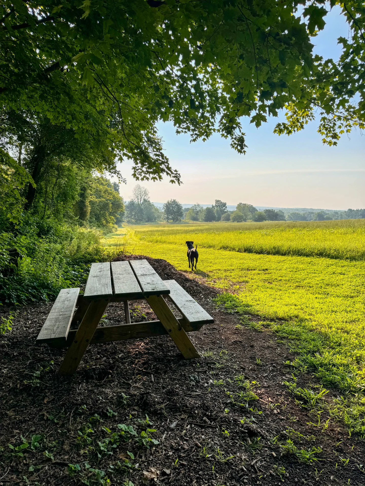 hiking trail at bolton farm in connecticut with picnic table in summer