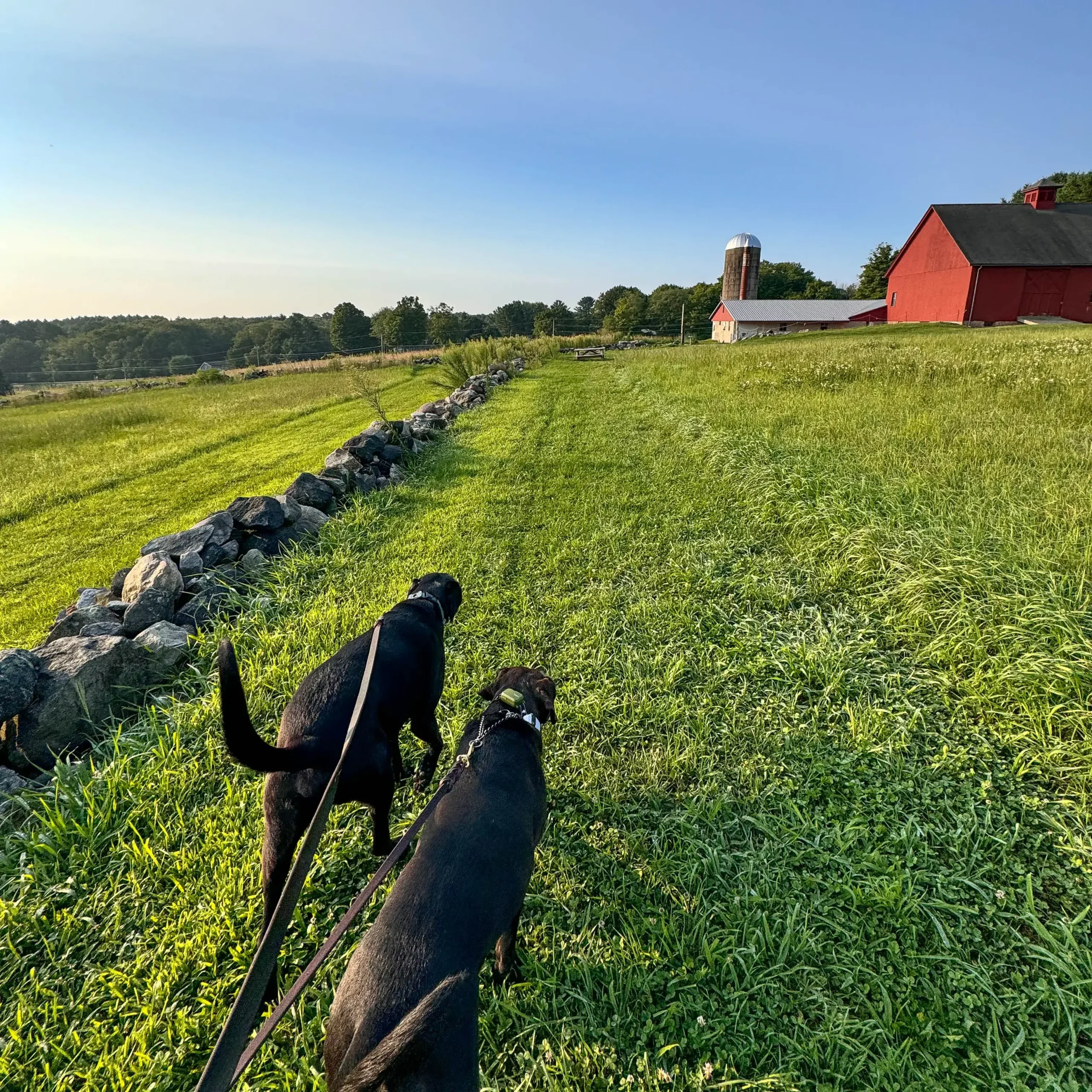 brown and black dog walking on a connecticut farm trail