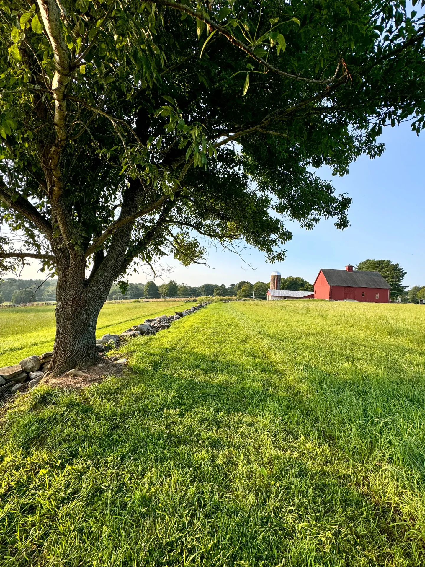 hiking trail lined with stone walls at bolton farm in connecticut with red barn in distance and sun in the sky