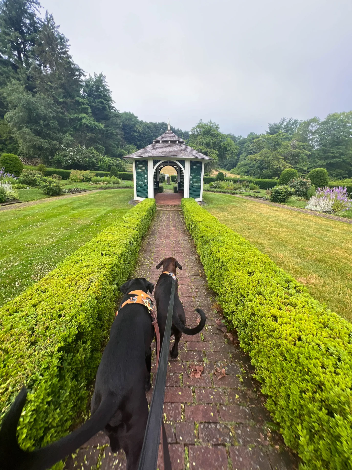 two dogs walking in garden in farmington connecticut at hill-stead museum