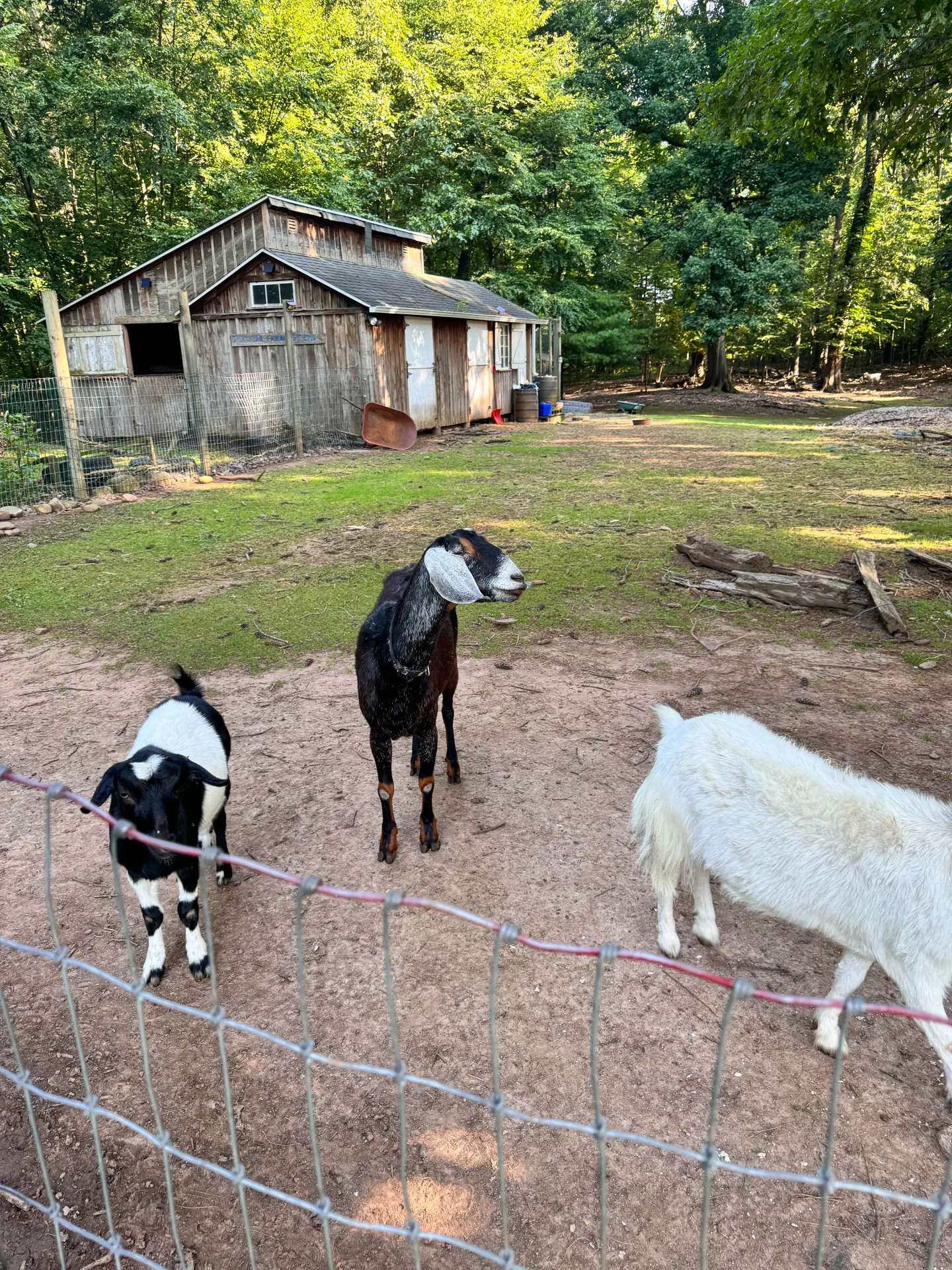 goats at a farm trail in connecticut