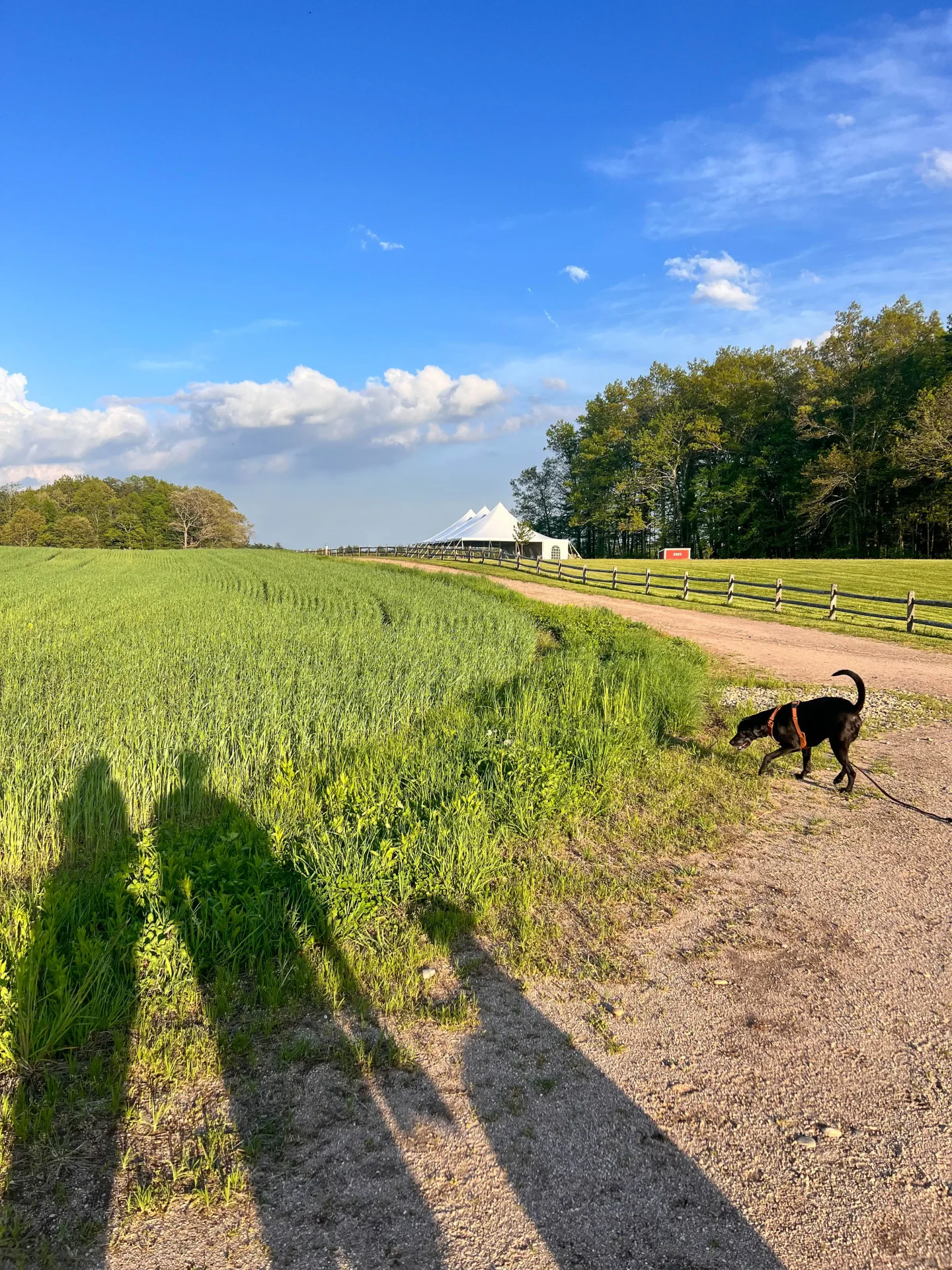 black dog walking on connecticut farm trail with green grass and fences at tulmeadow farm