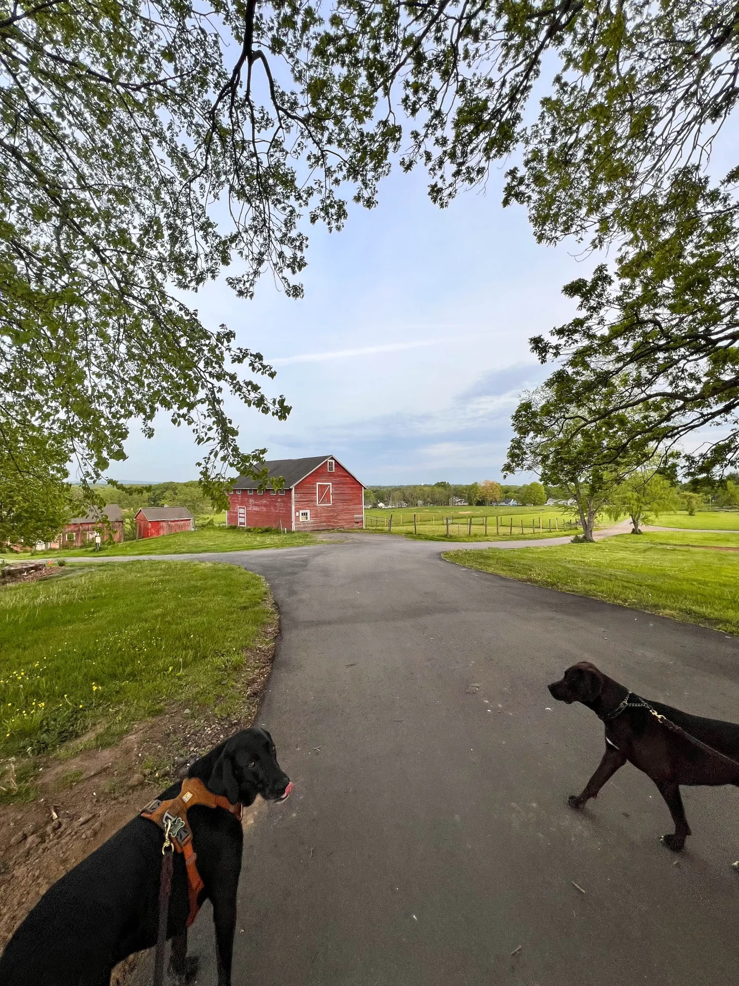 brown and black dog walking on a connecticut farm trail with green grass and meadows and a barn at hilltop farm in suffield