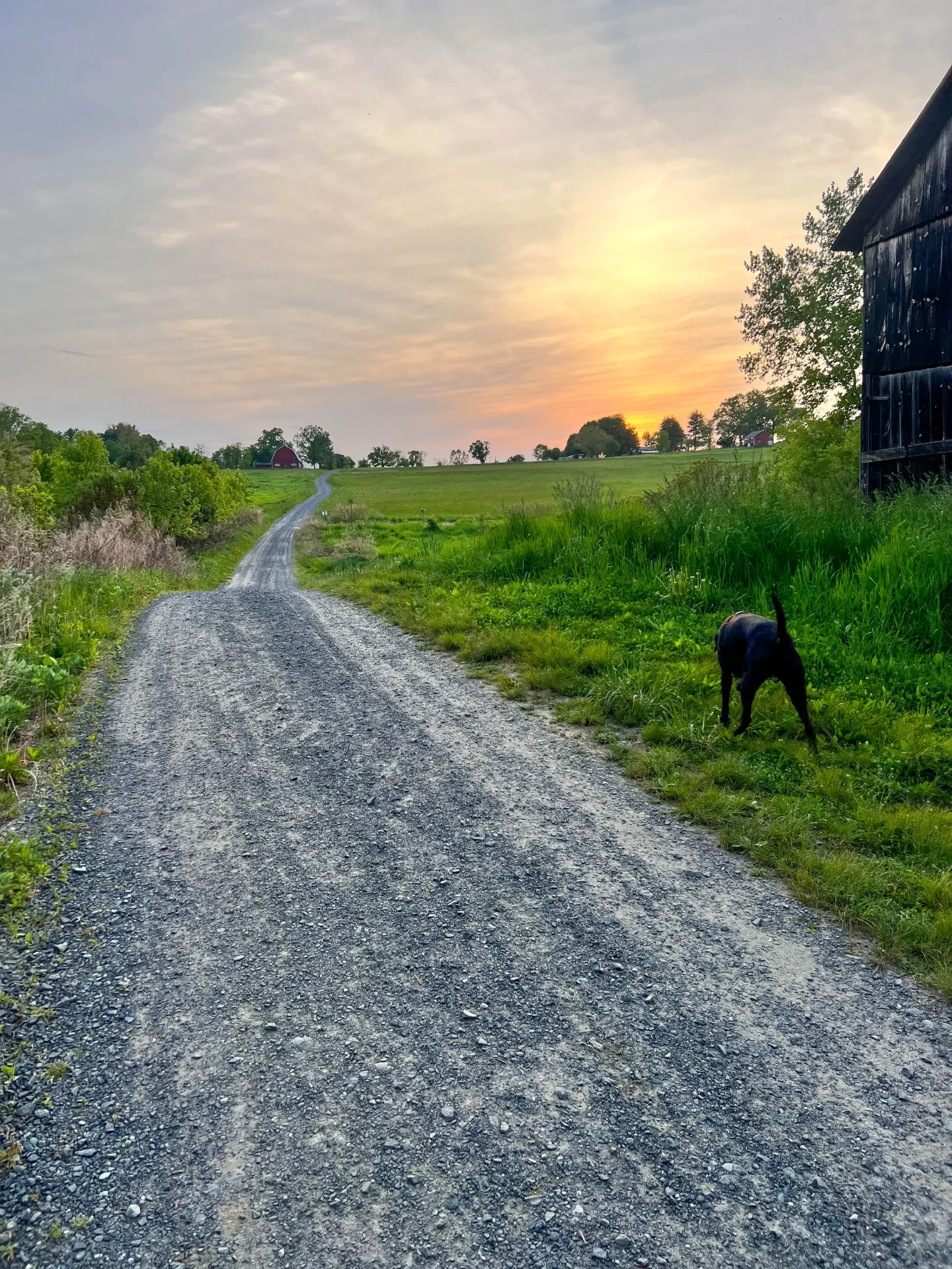 brown and black dog walking on a connecticut farm trail with green grass and meadows and a barn at hilltop farm in suffield