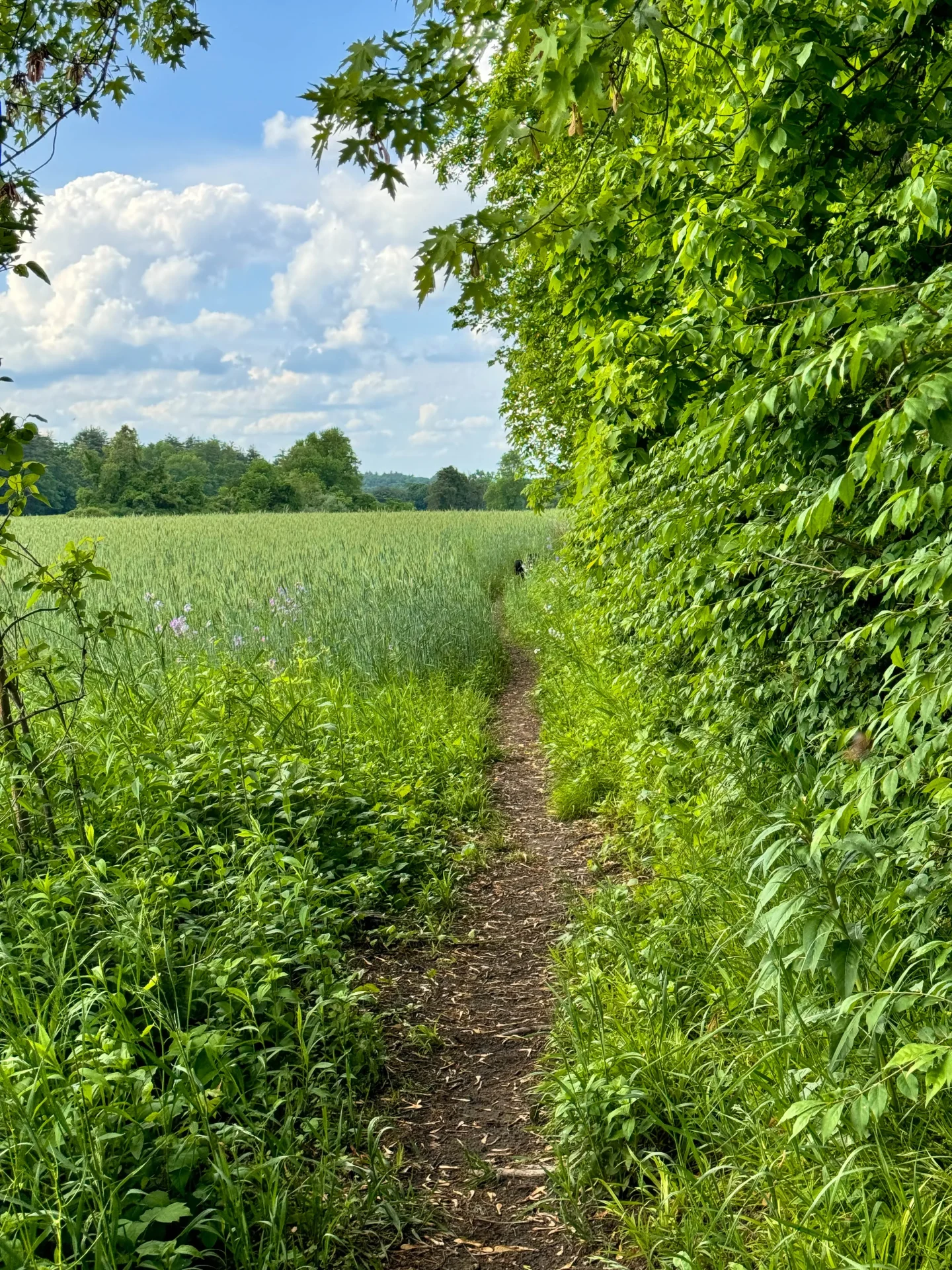 brown and black dog walking on a connecticut farm trail with green grass and meadows at sub edge farm in avon ct